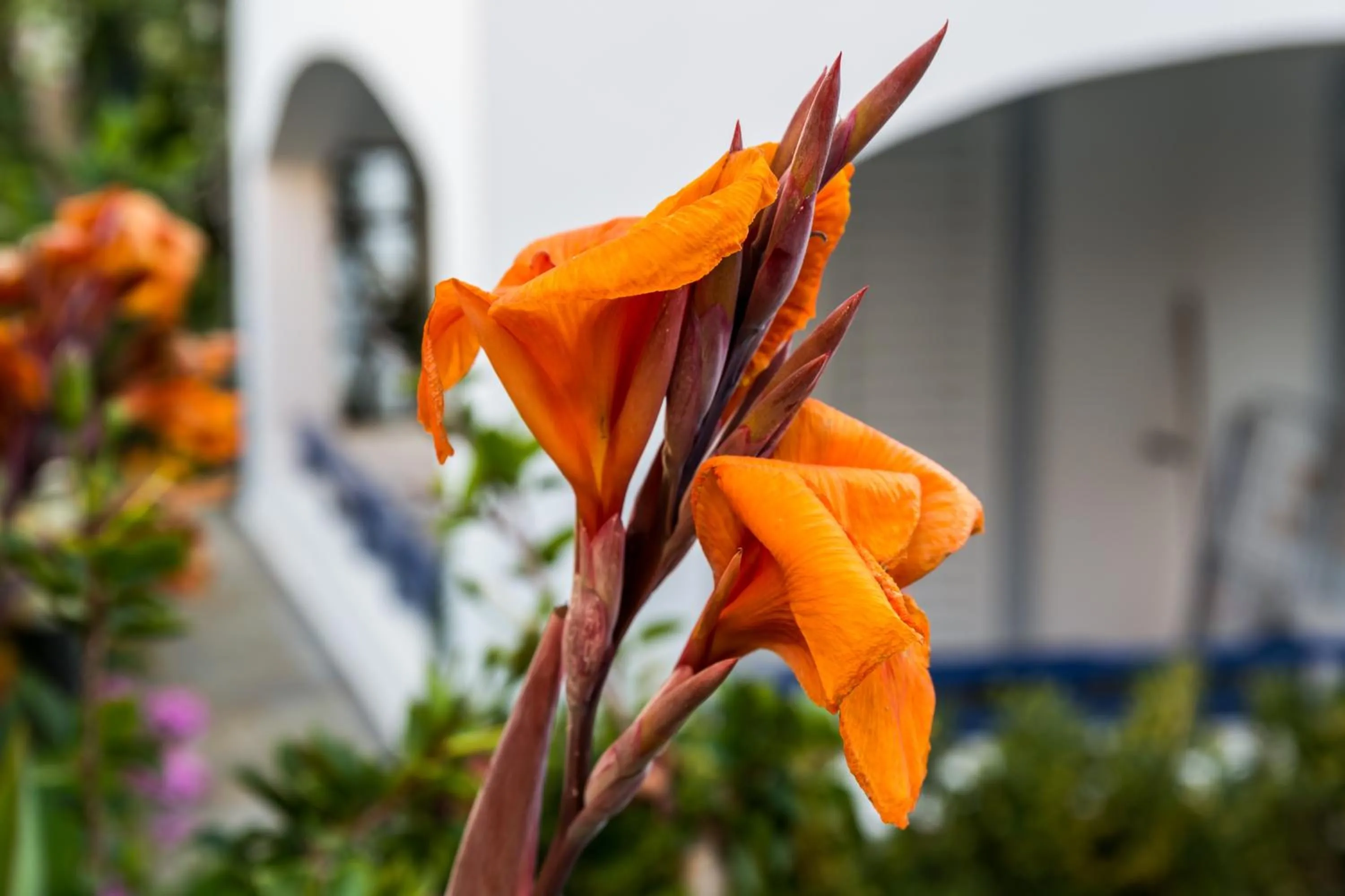 Garden in Evdokia Suites