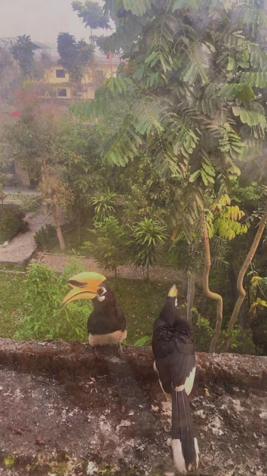 Animals in Hotel BhupuSainik Sauraha, Chitwan