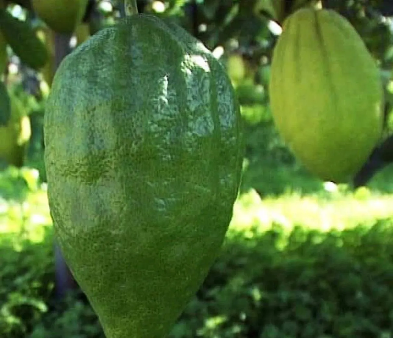 Natural landscape in B&B Un Posto al Sole