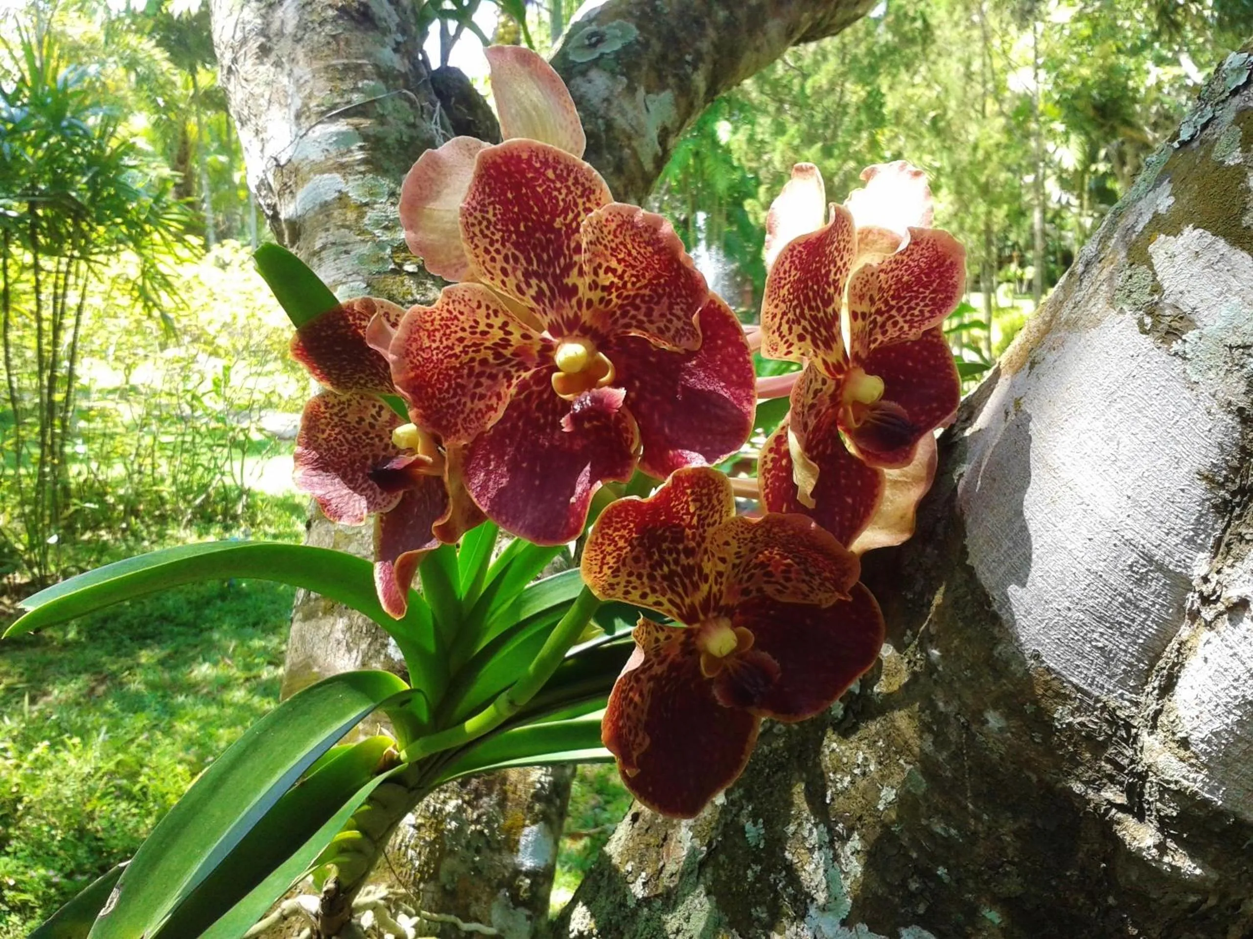 Garden in Huan Chiang Dao Resort