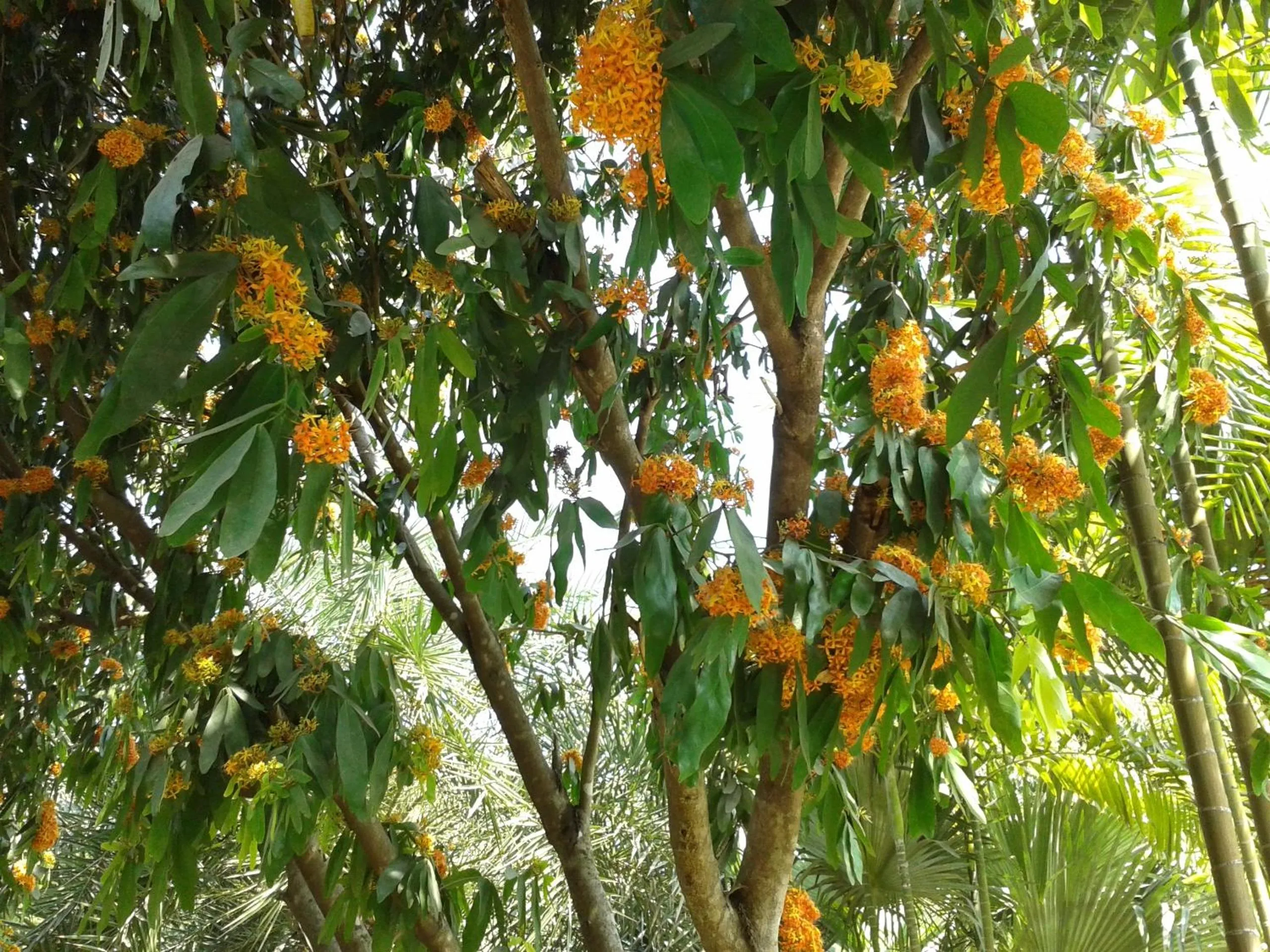 Garden in Huan Chiang Dao Resort