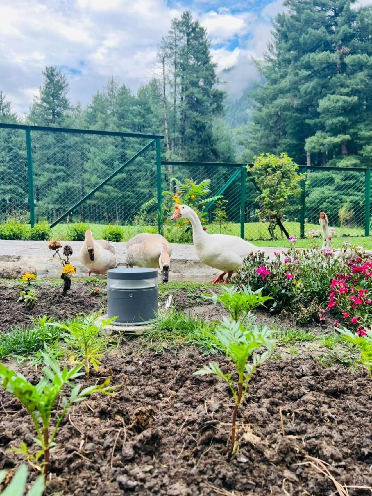 Garden in Radisson Golf Resort Pahalgam