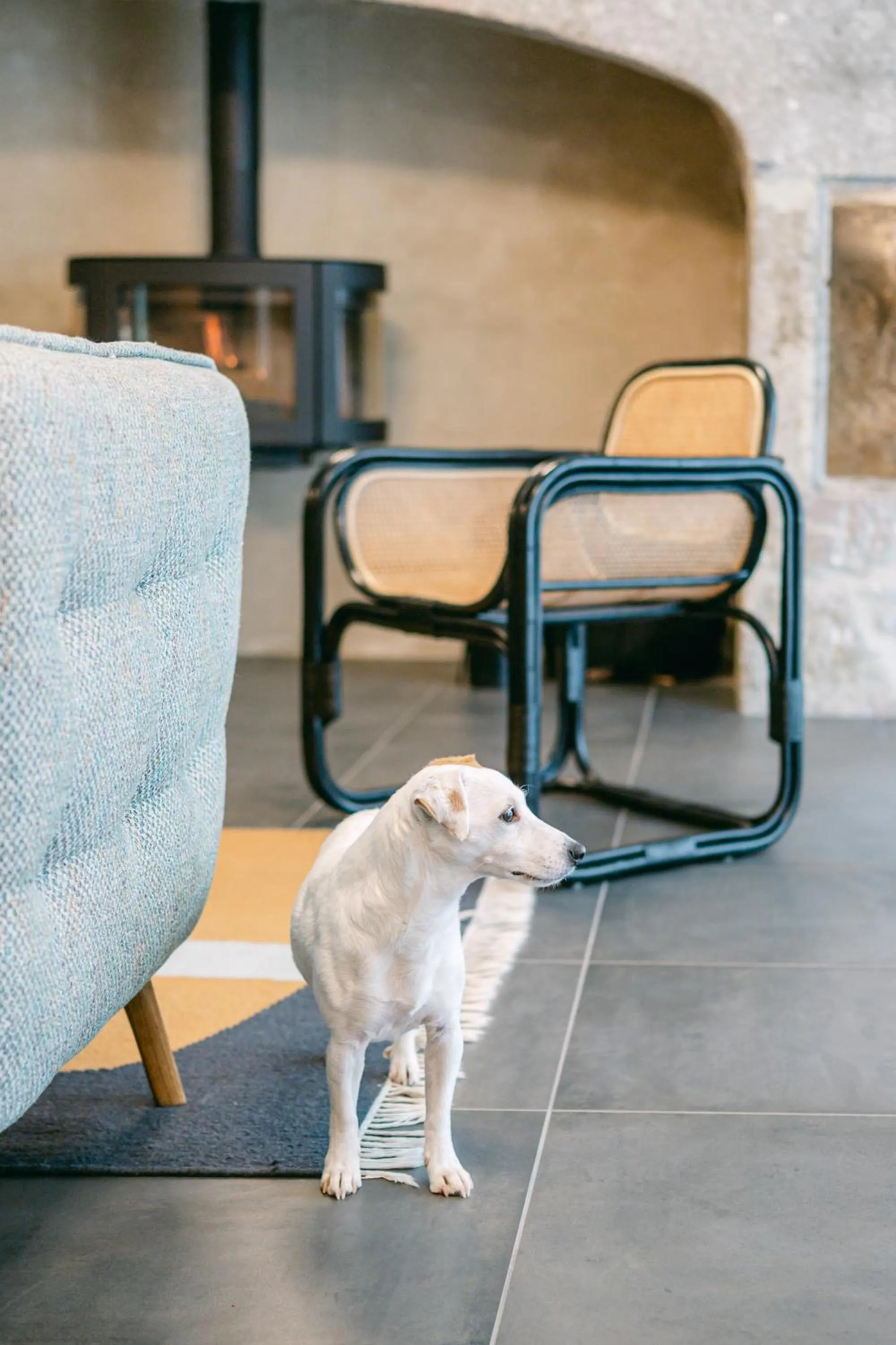 pet friendly in Logis hôtel restaurant l'Argence