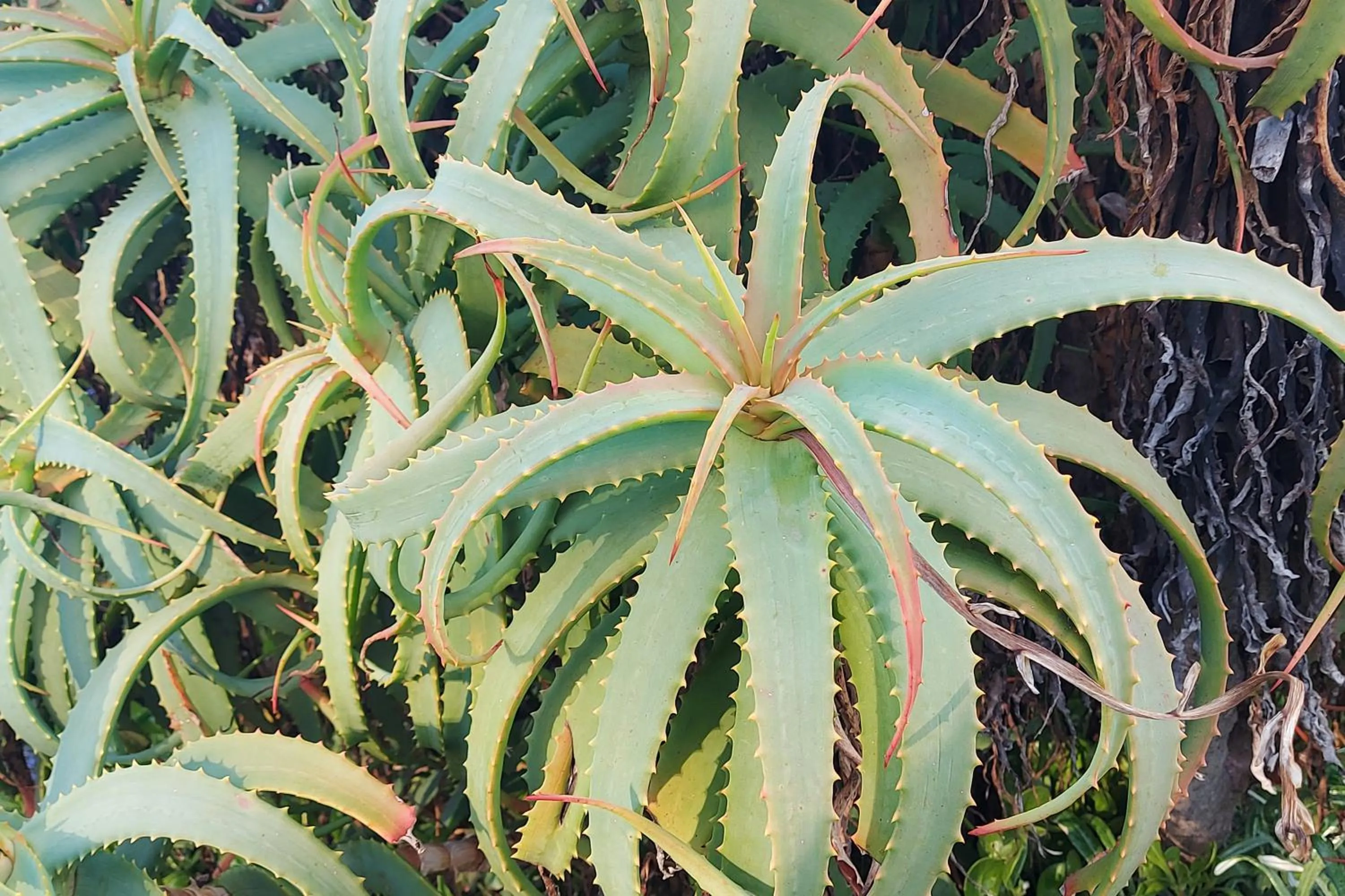 Garden in First Group Hermanus Beach Club