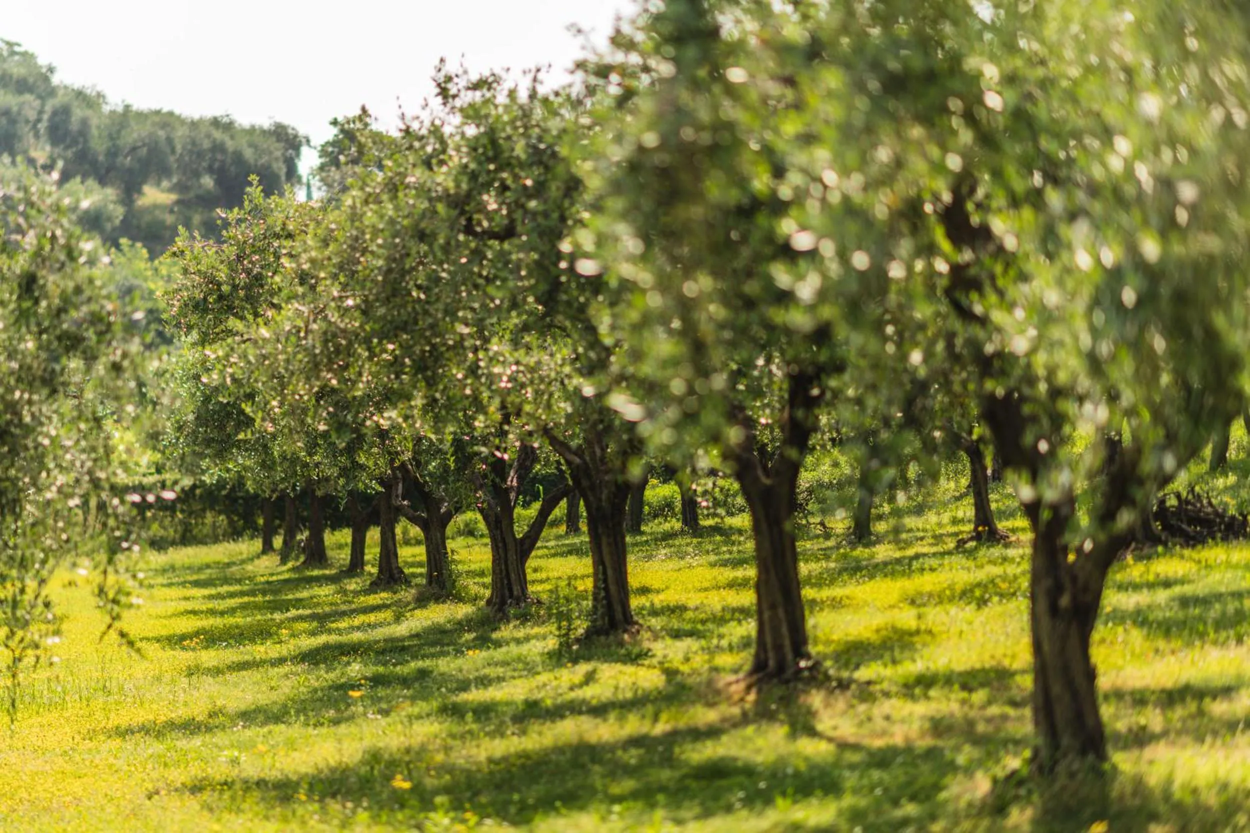 Garden in Privilegium Lazise