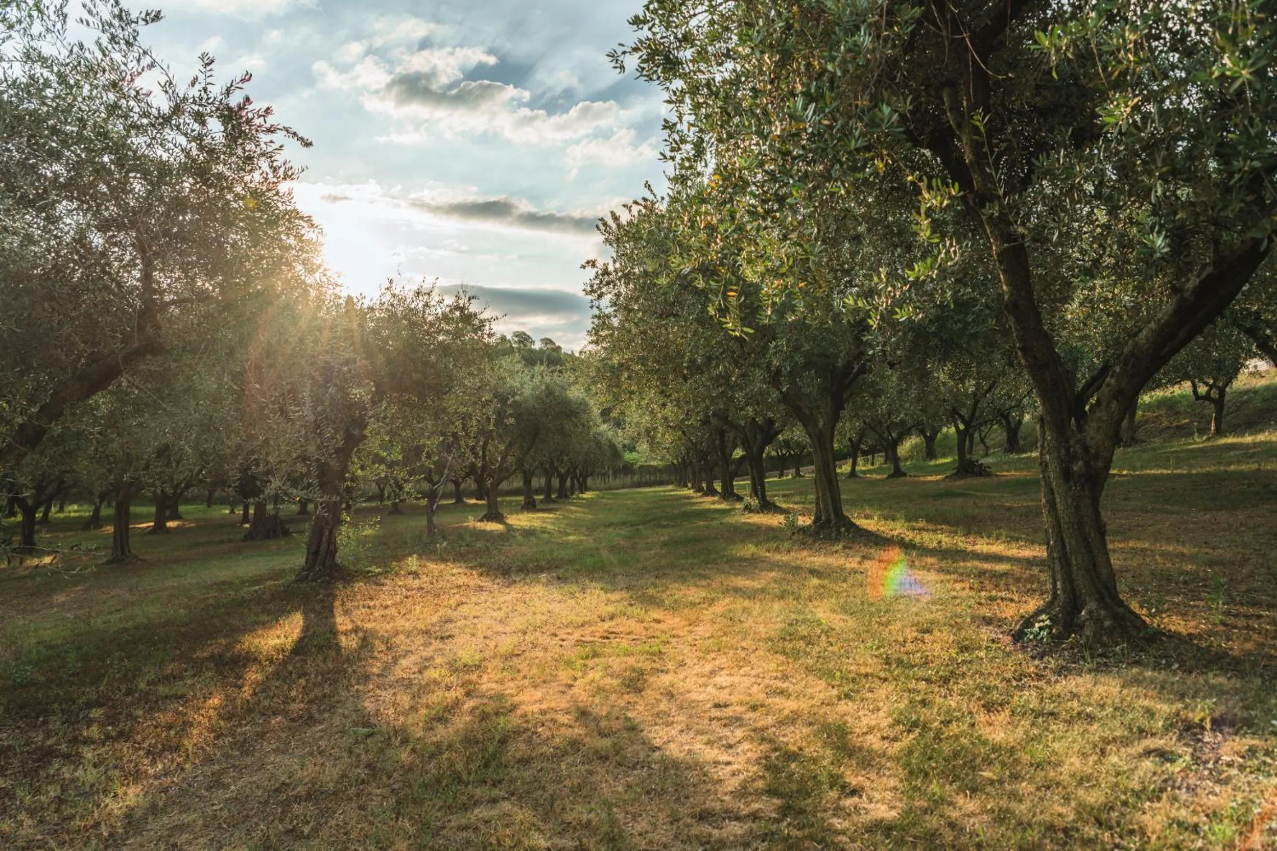 Garden in Privilegium Lazise