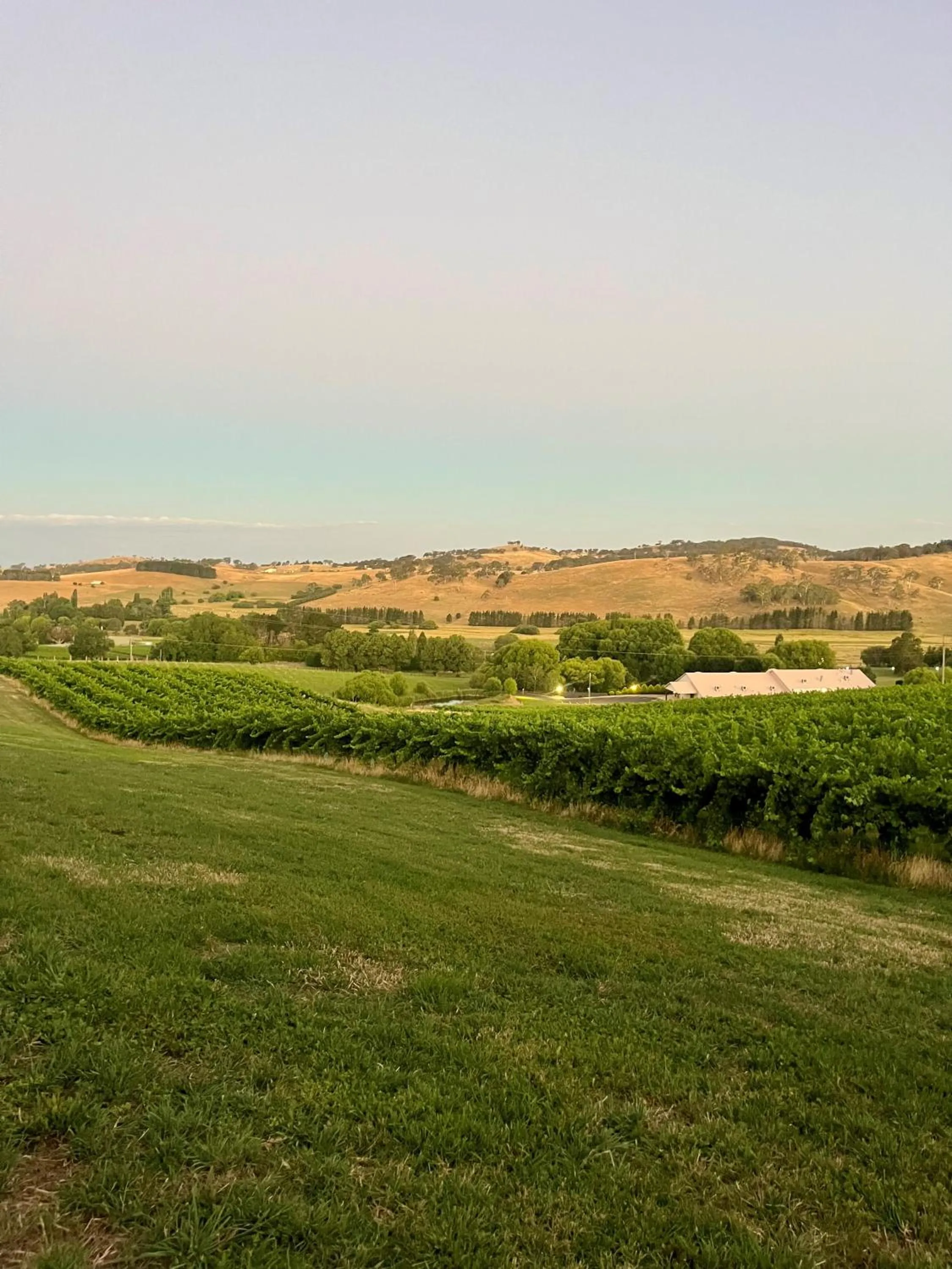View (from property/room) in Turners Vineyard Motel