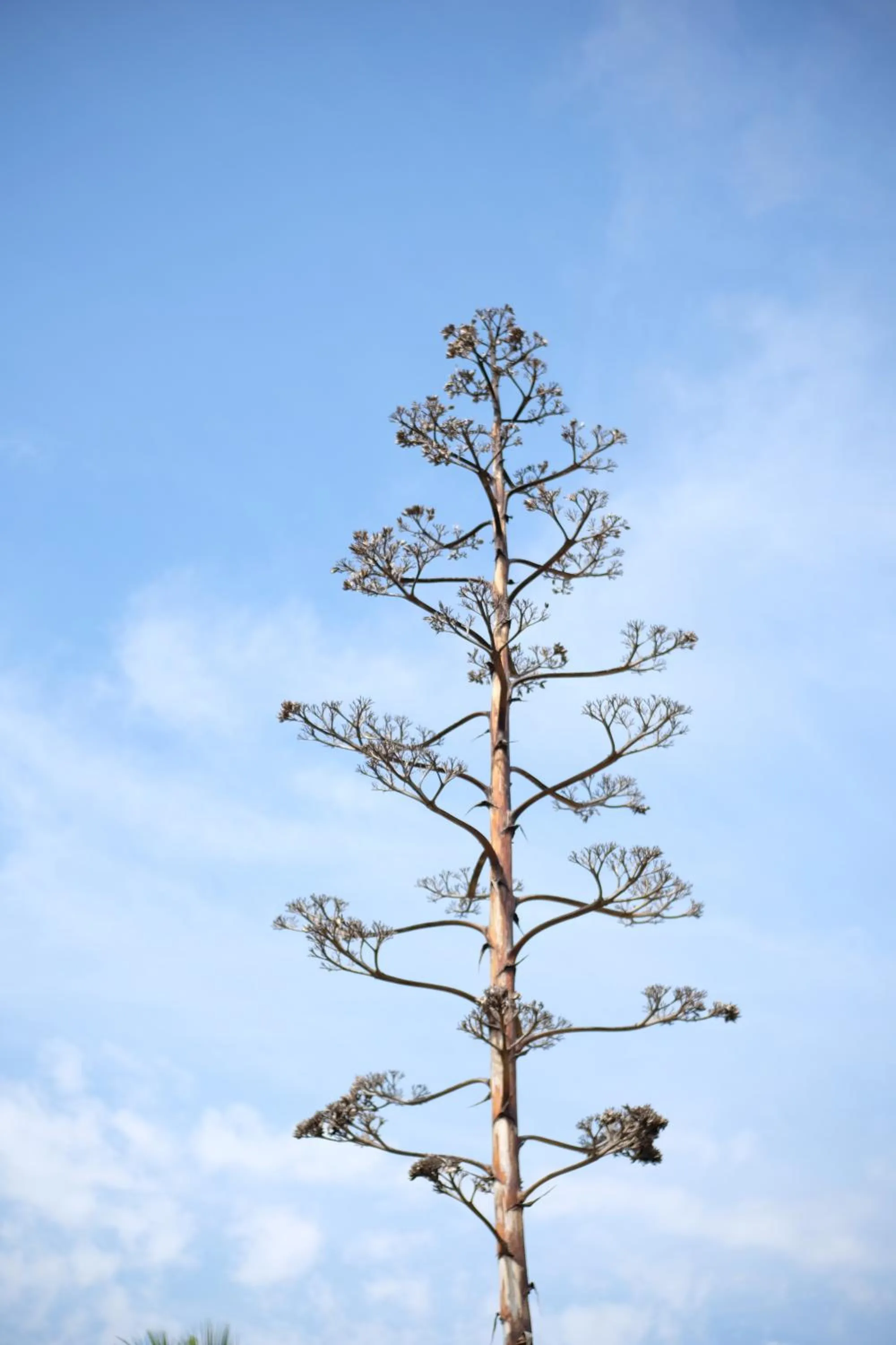 Property building in Hotel Scialì
