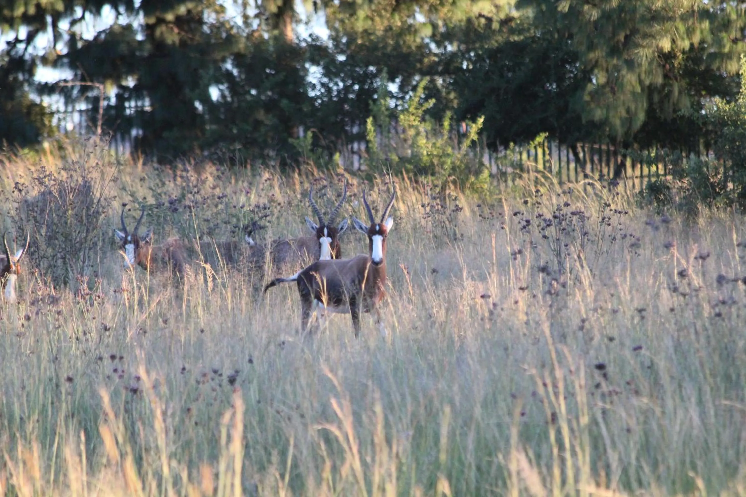 Animals in Country Park Guest House - Muldersdrift