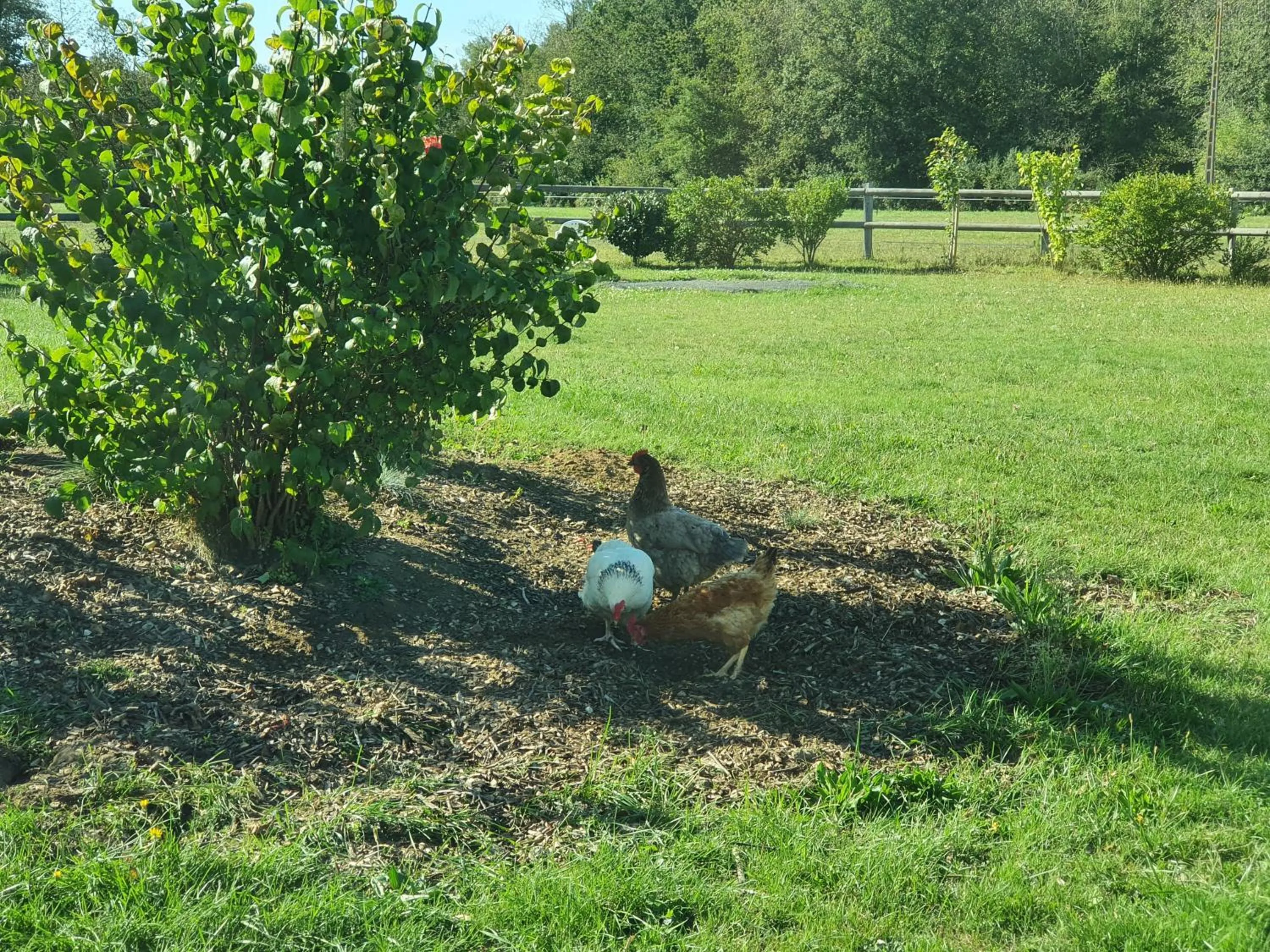 Garden in Chambres d'hôtes de La Vallée