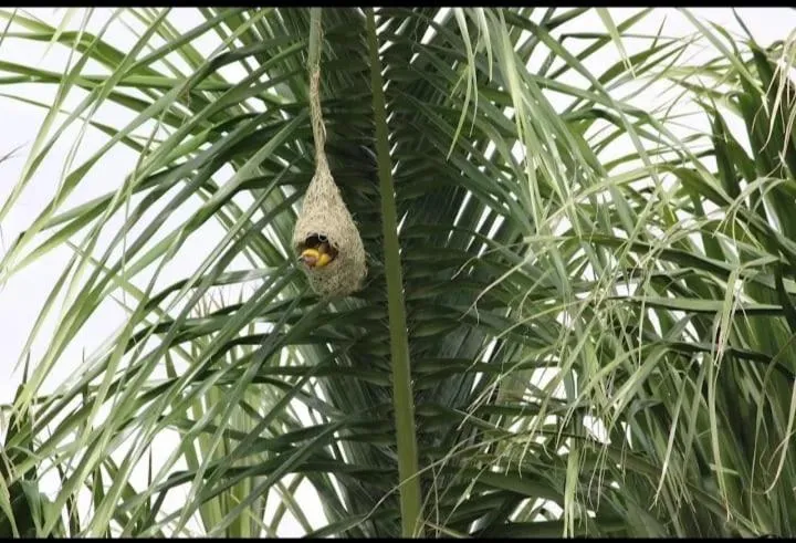 KRISHNA HERITAGE RESORT