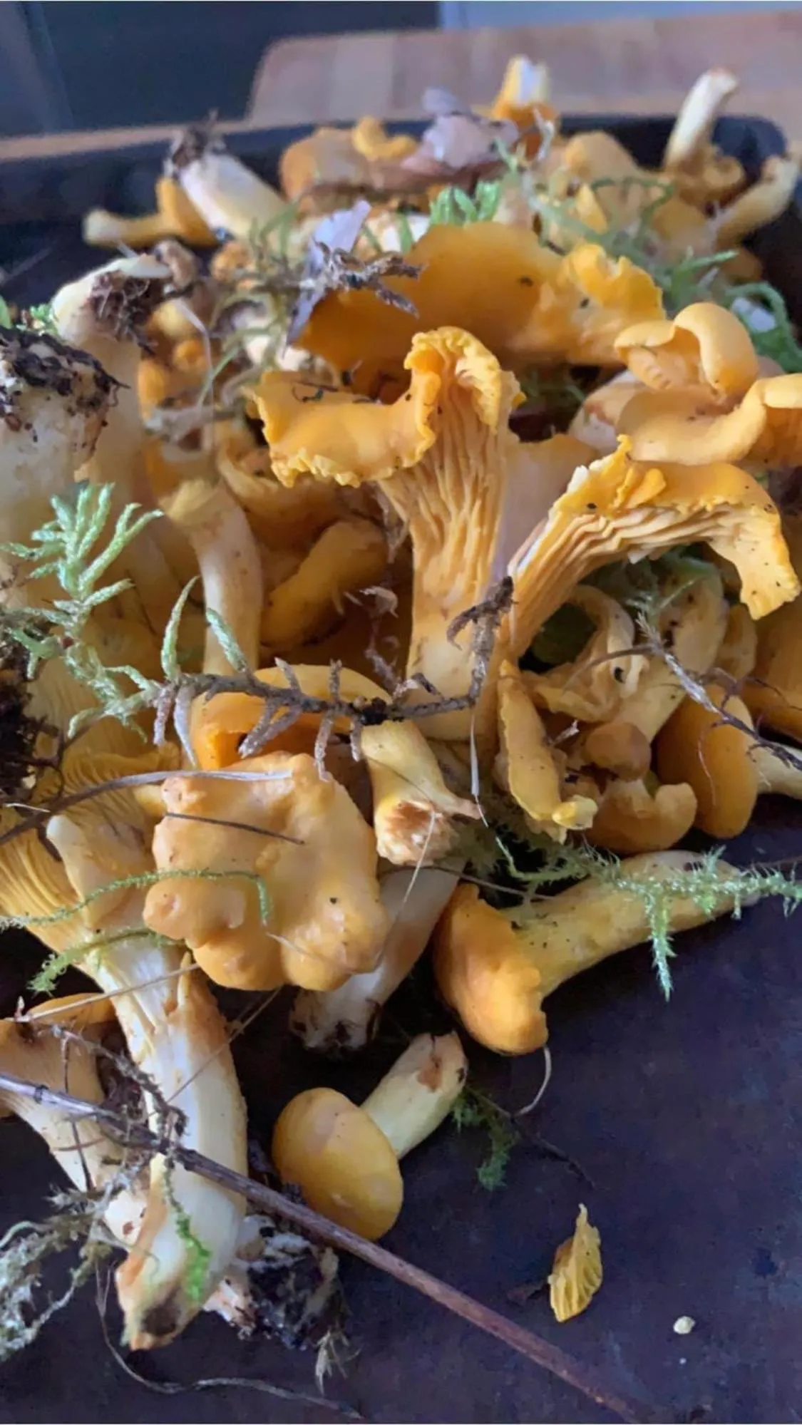 Staff in Callander Meadows