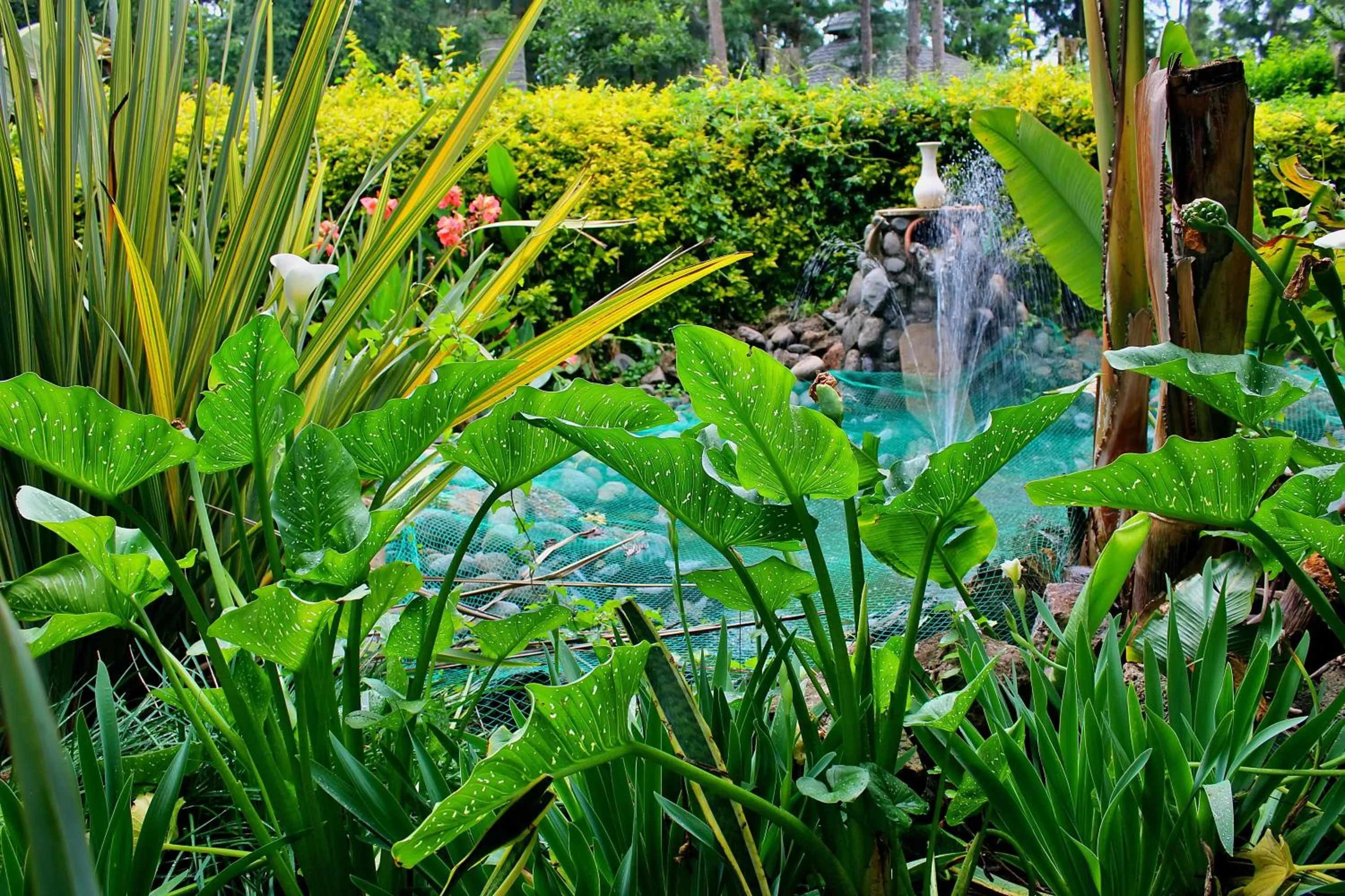 Garden in Tranquil Homestays