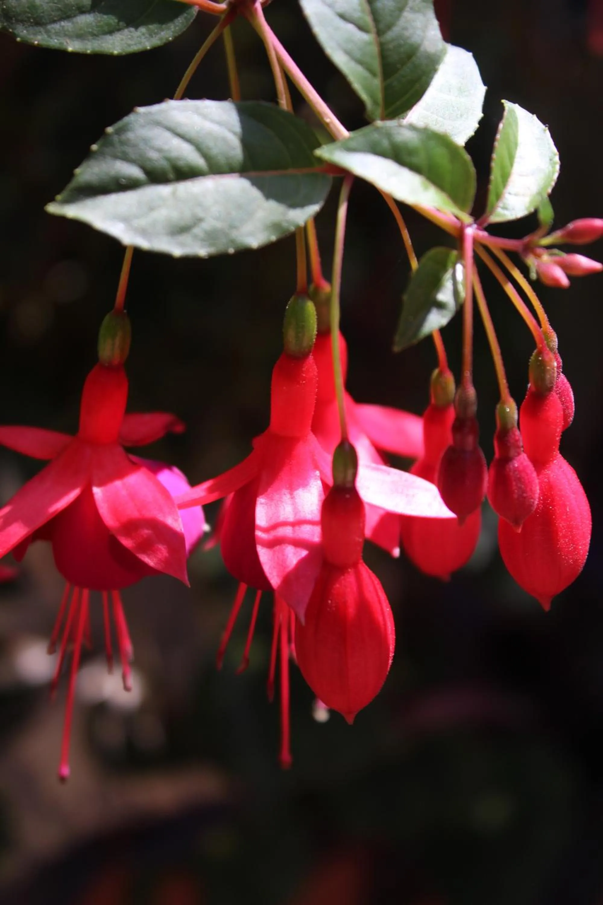 Garden view in Tranquil Homestays