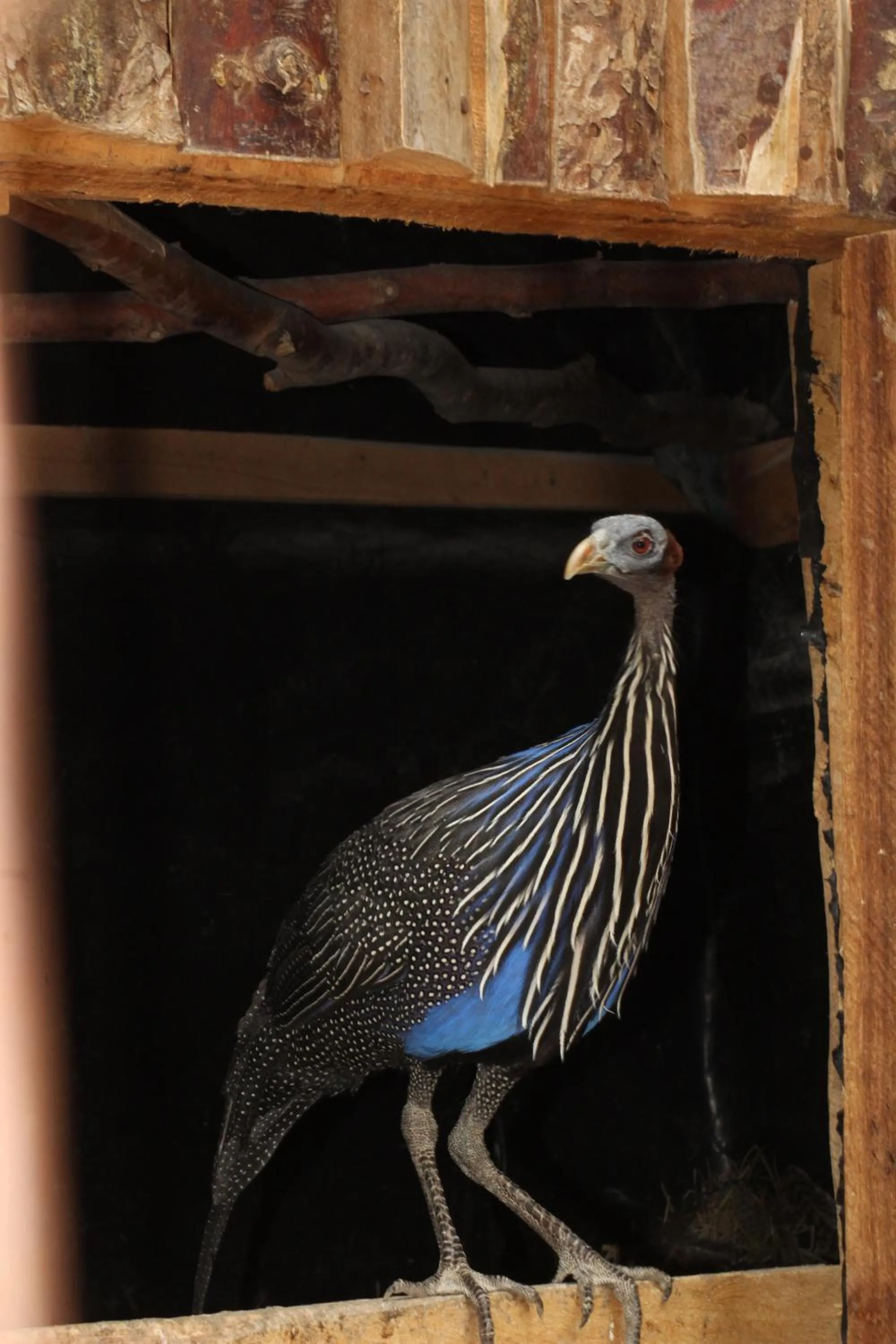 Animals in Tranquil Homestays