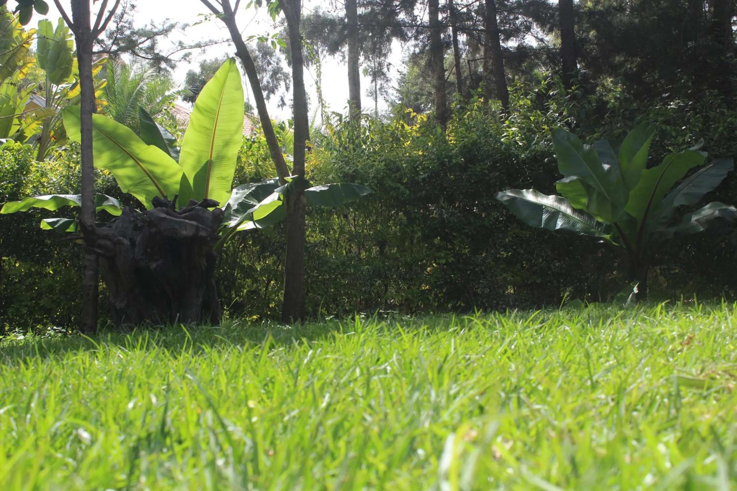 Garden view in Tranquil Homestays
