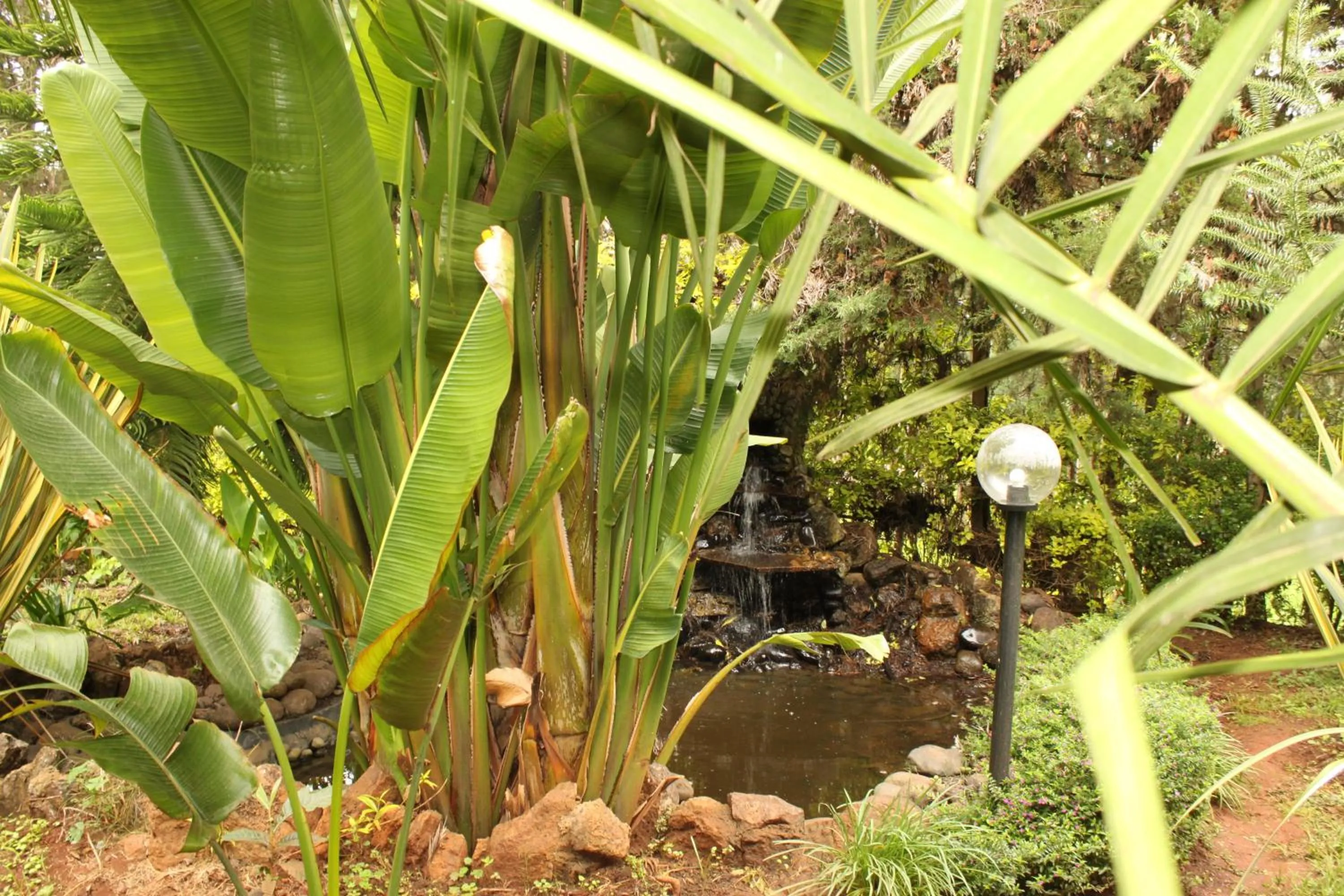 Garden view in Tranquil Homestays