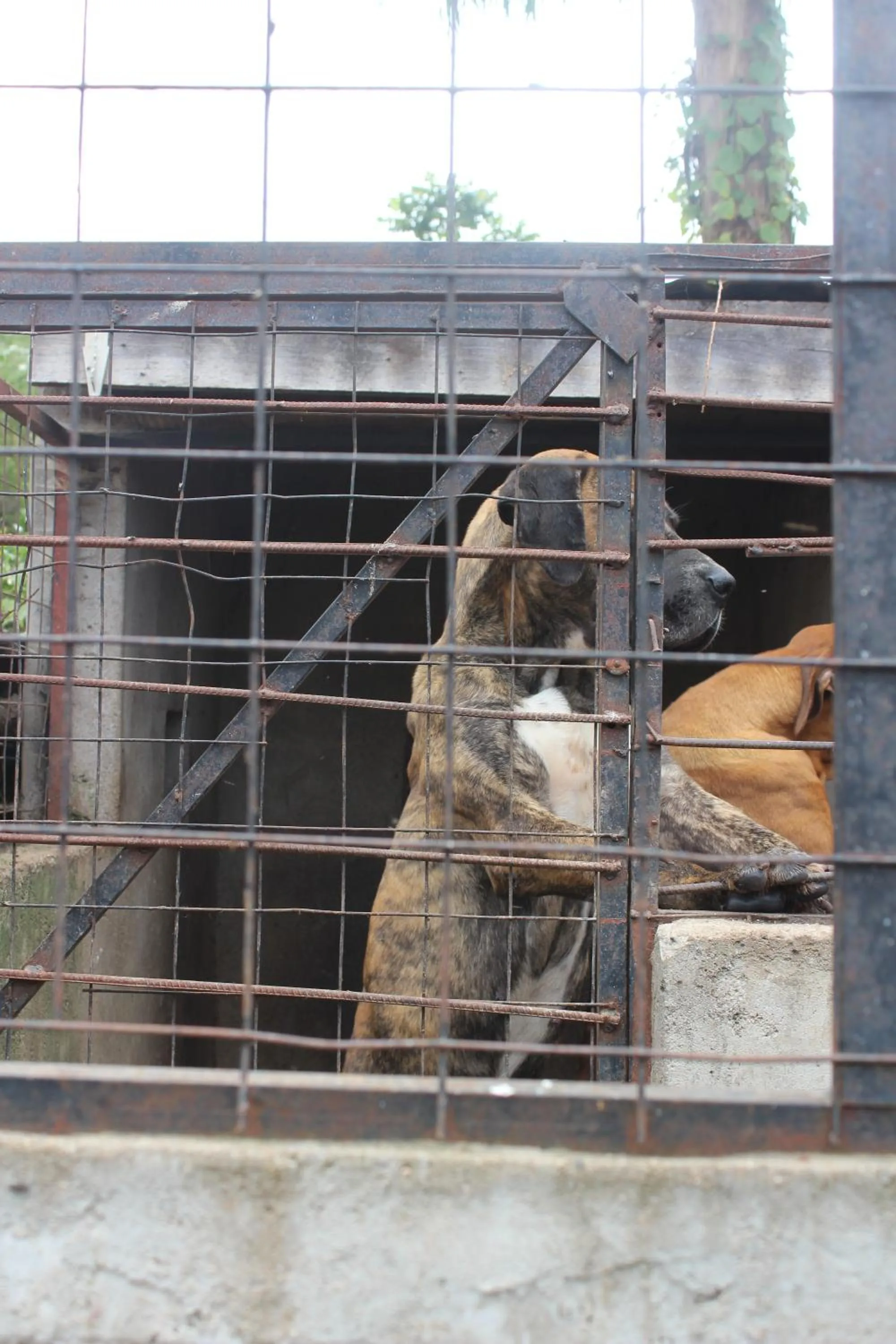 Pets in Tranquil Homestays