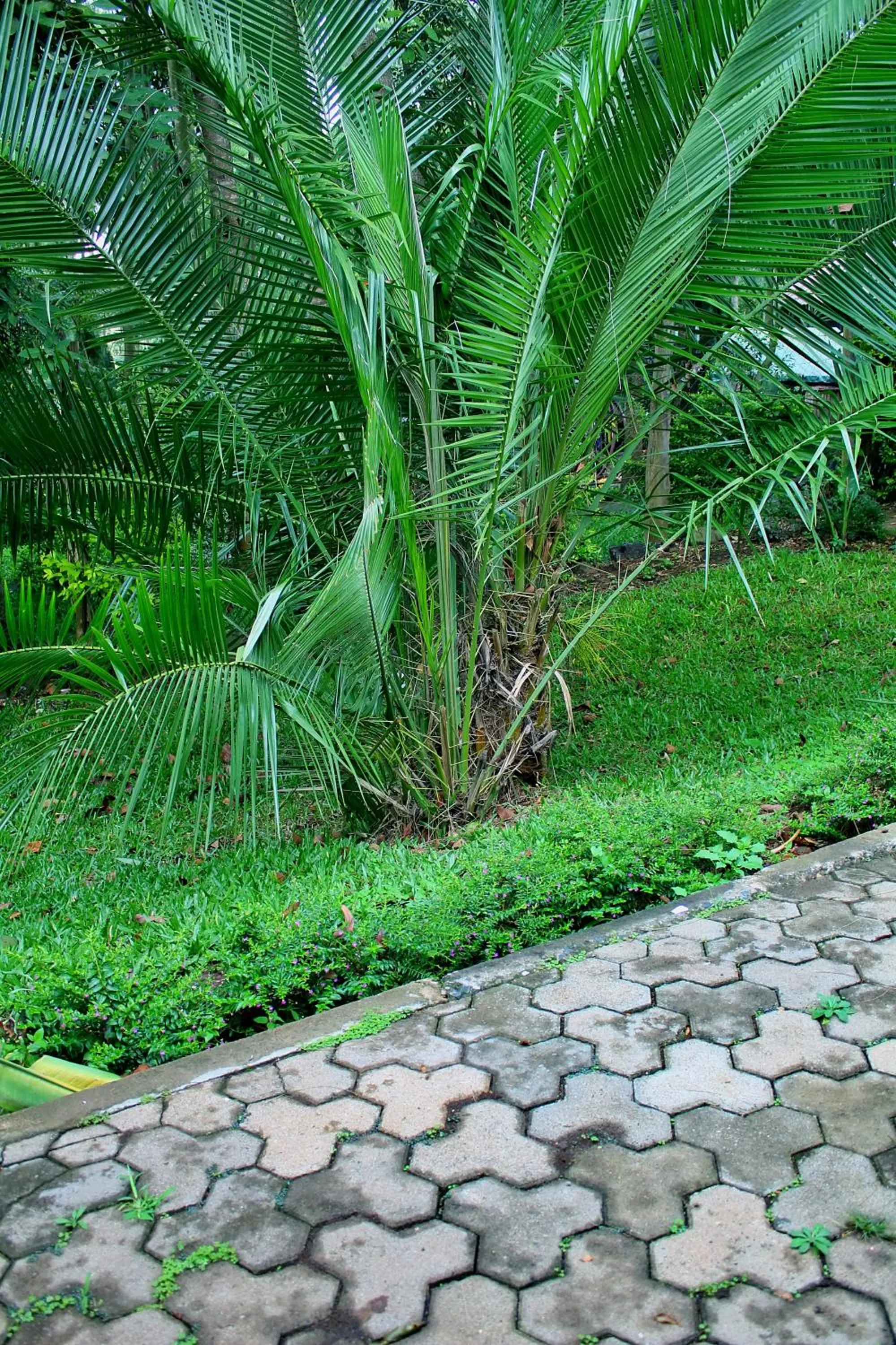 Garden in Tranquil Homestays