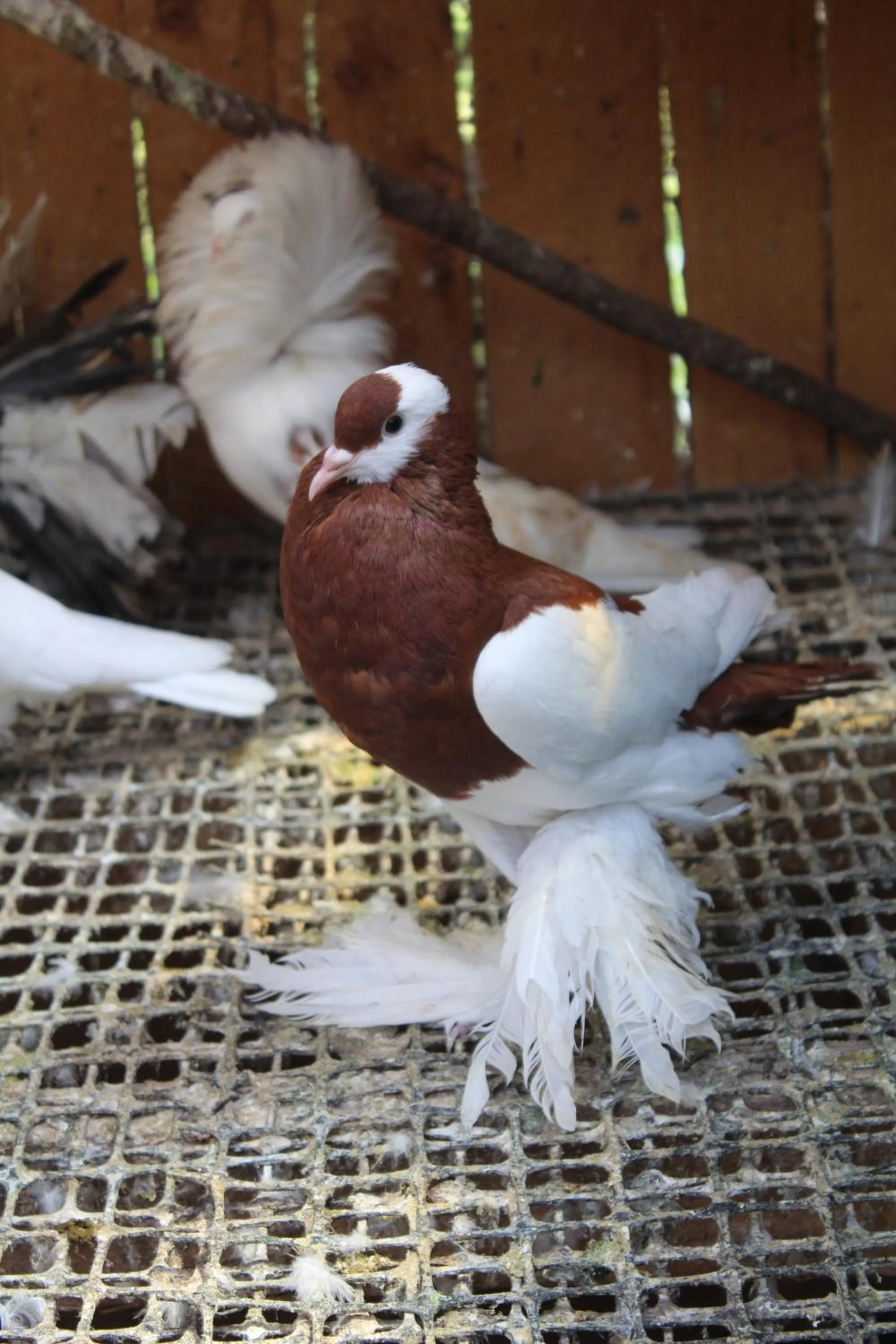 Animals in Tranquil Homestays