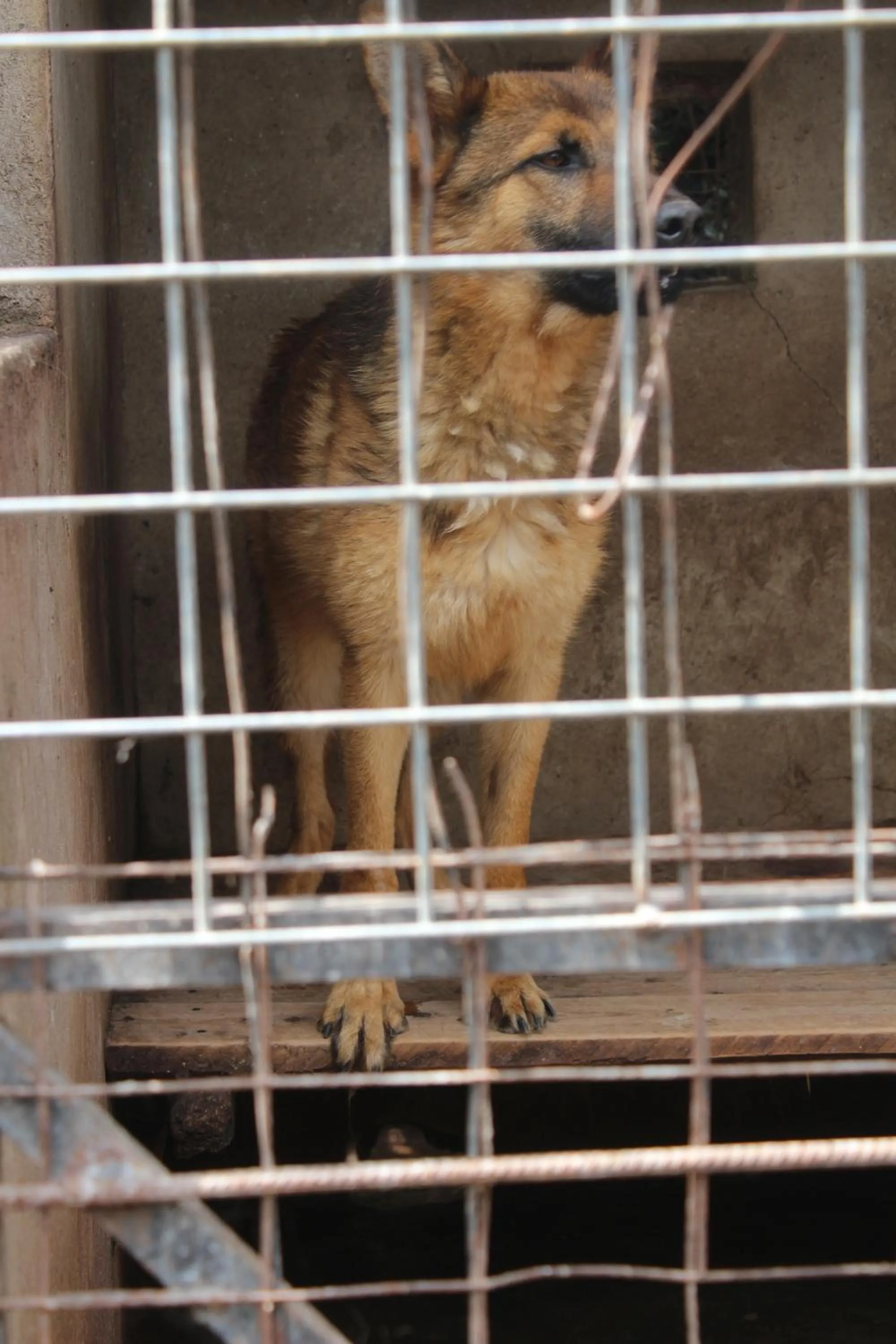 Pets in Tranquil Homestays