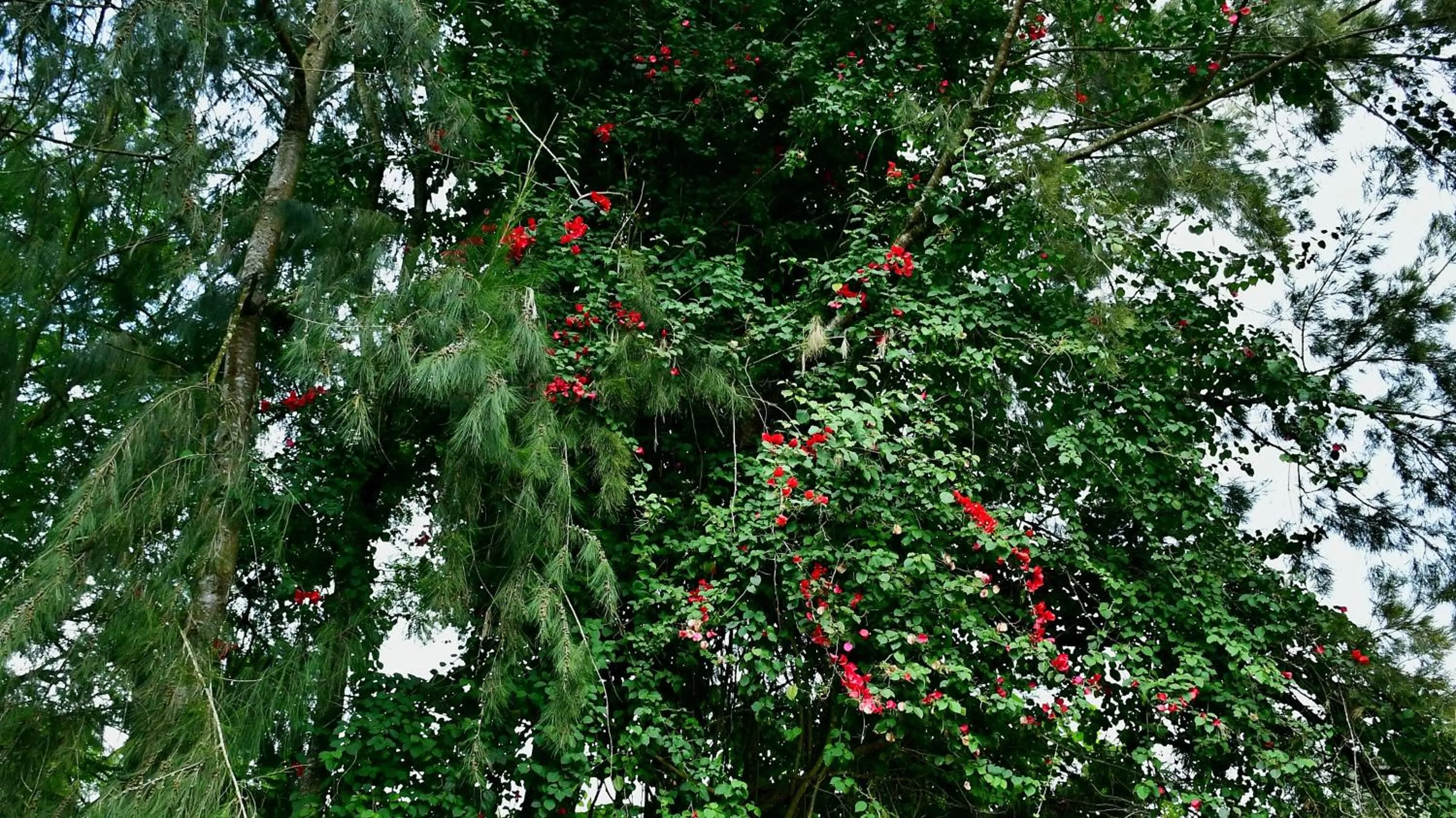 Garden in Tranquil Homestays