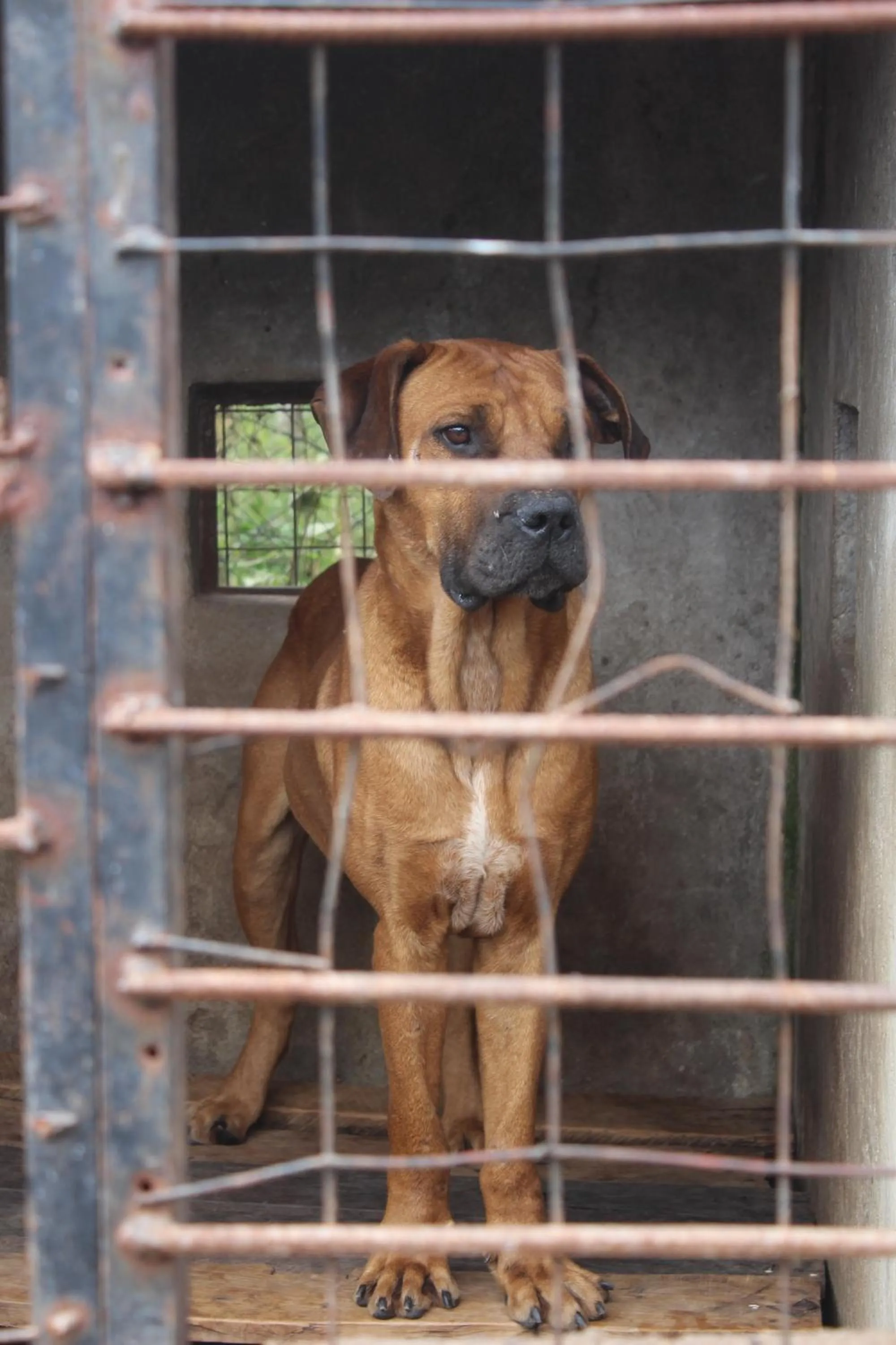Pets in Tranquil Homestays
