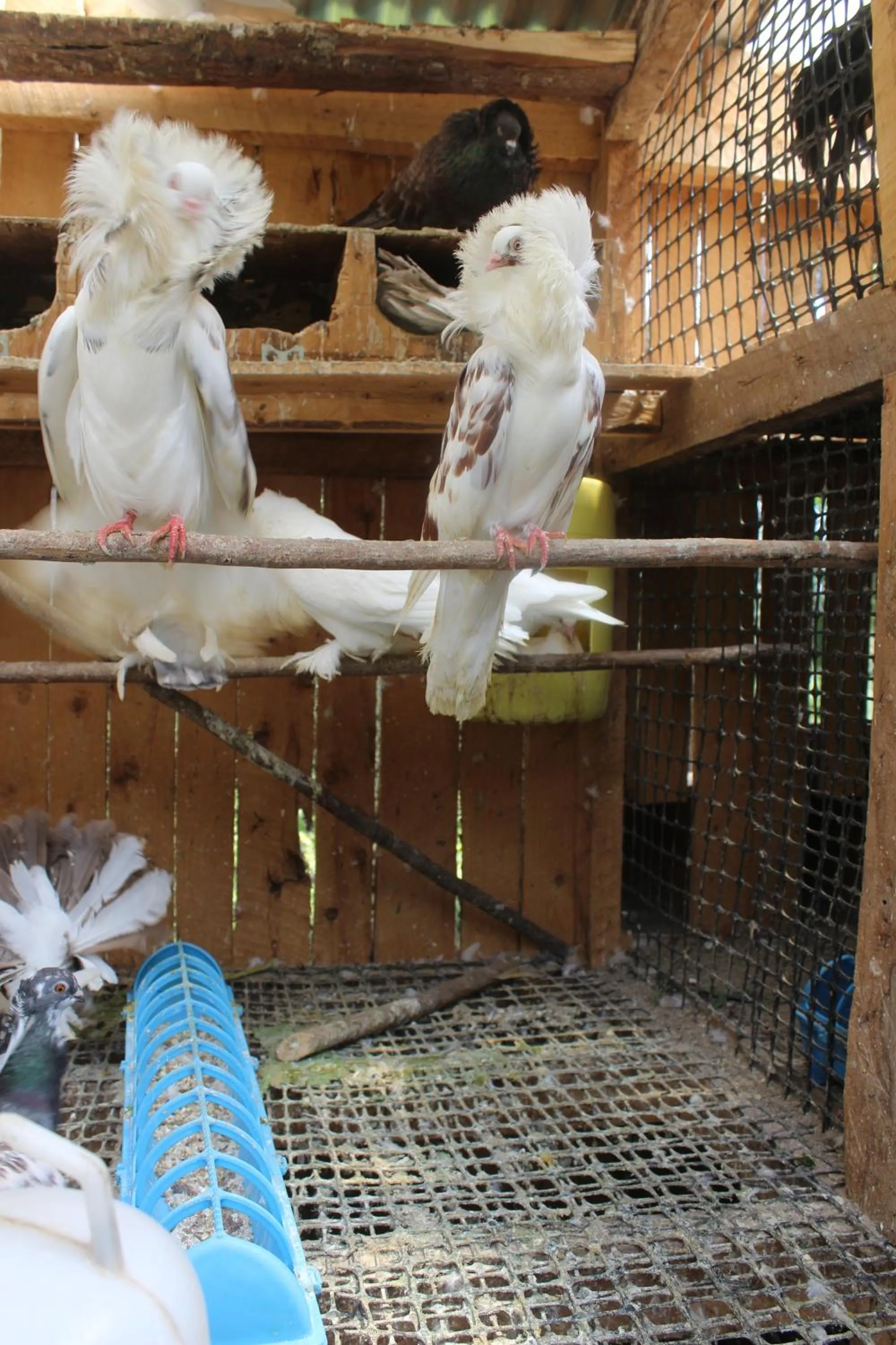 Animals in Tranquil Homestays