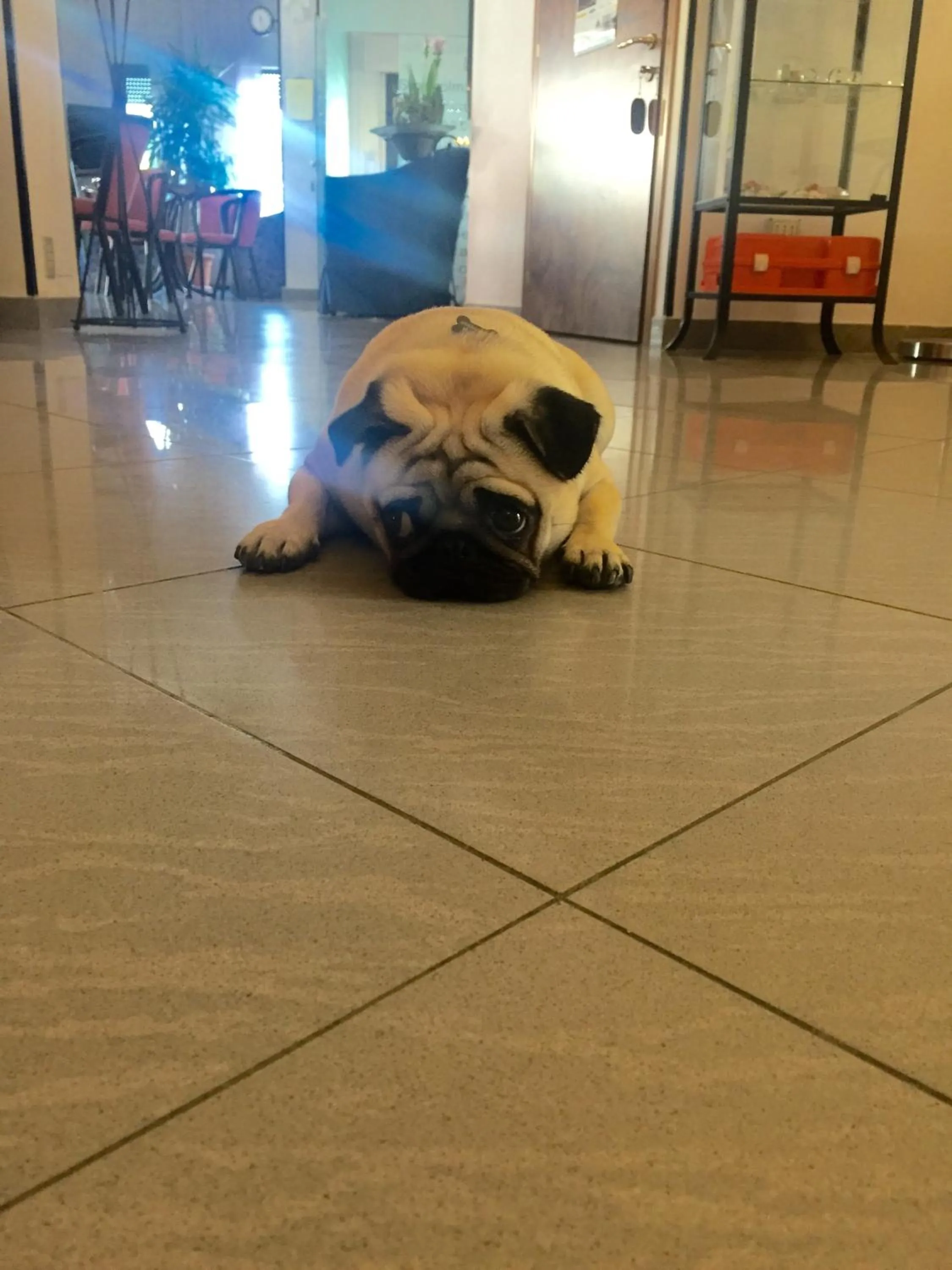 Pets in Hotel Ciondolo D'Oro 5 minuti da Rimini Fiera CON PARCHEGGIO INCLUSO