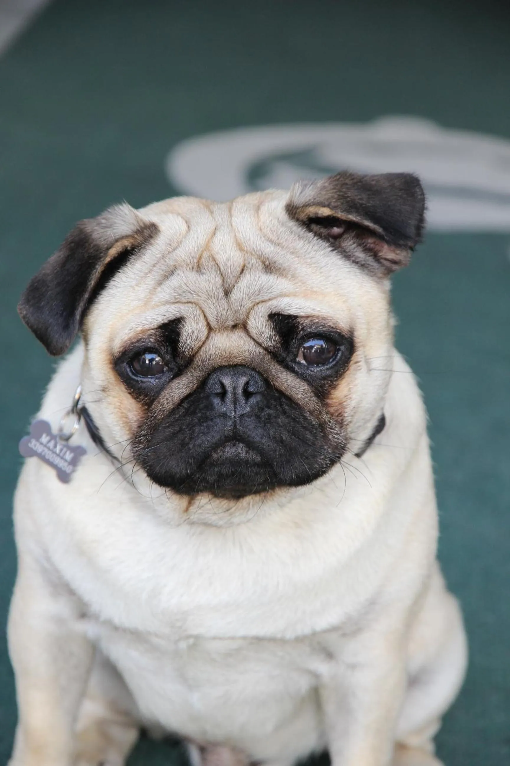 Animals in Hotel Ciondolo D'Oro 5 minuti da Rimini Fiera CON PARCHEGGIO INCLUSO