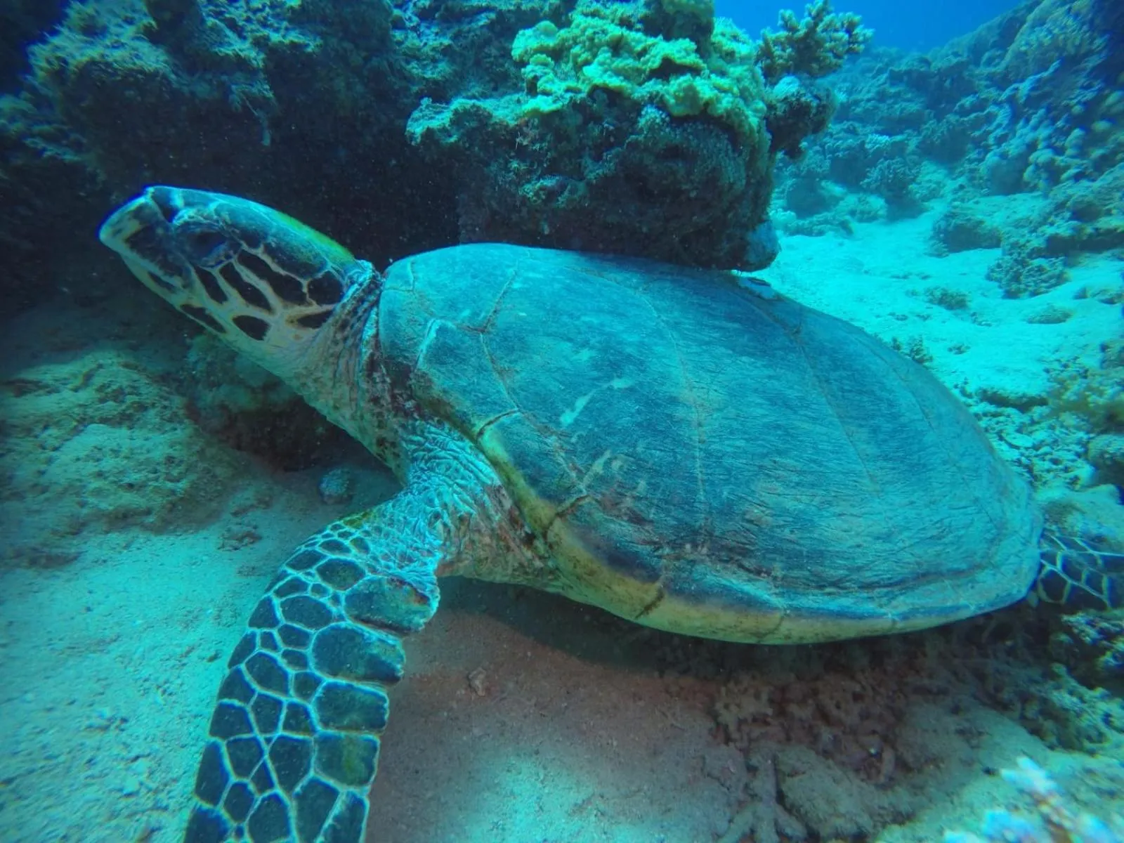 Animals in Dolphin Continental Hotel