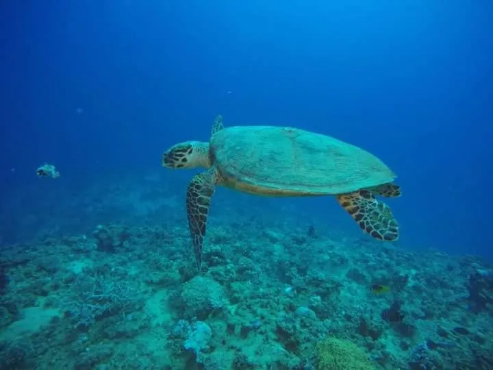 Animals in Dolphin Continental Hotel