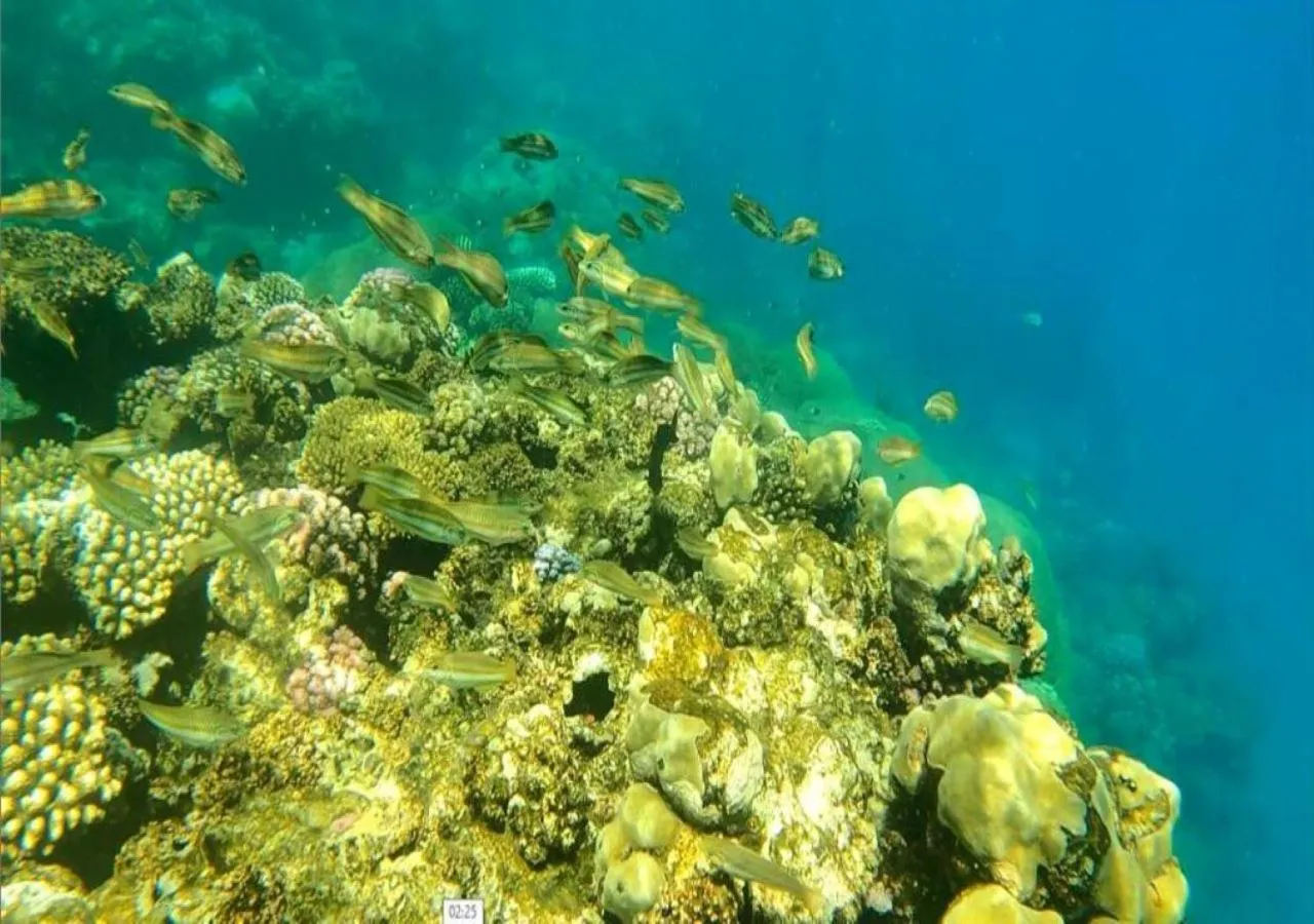 Activities in Dolphin Continental Hotel