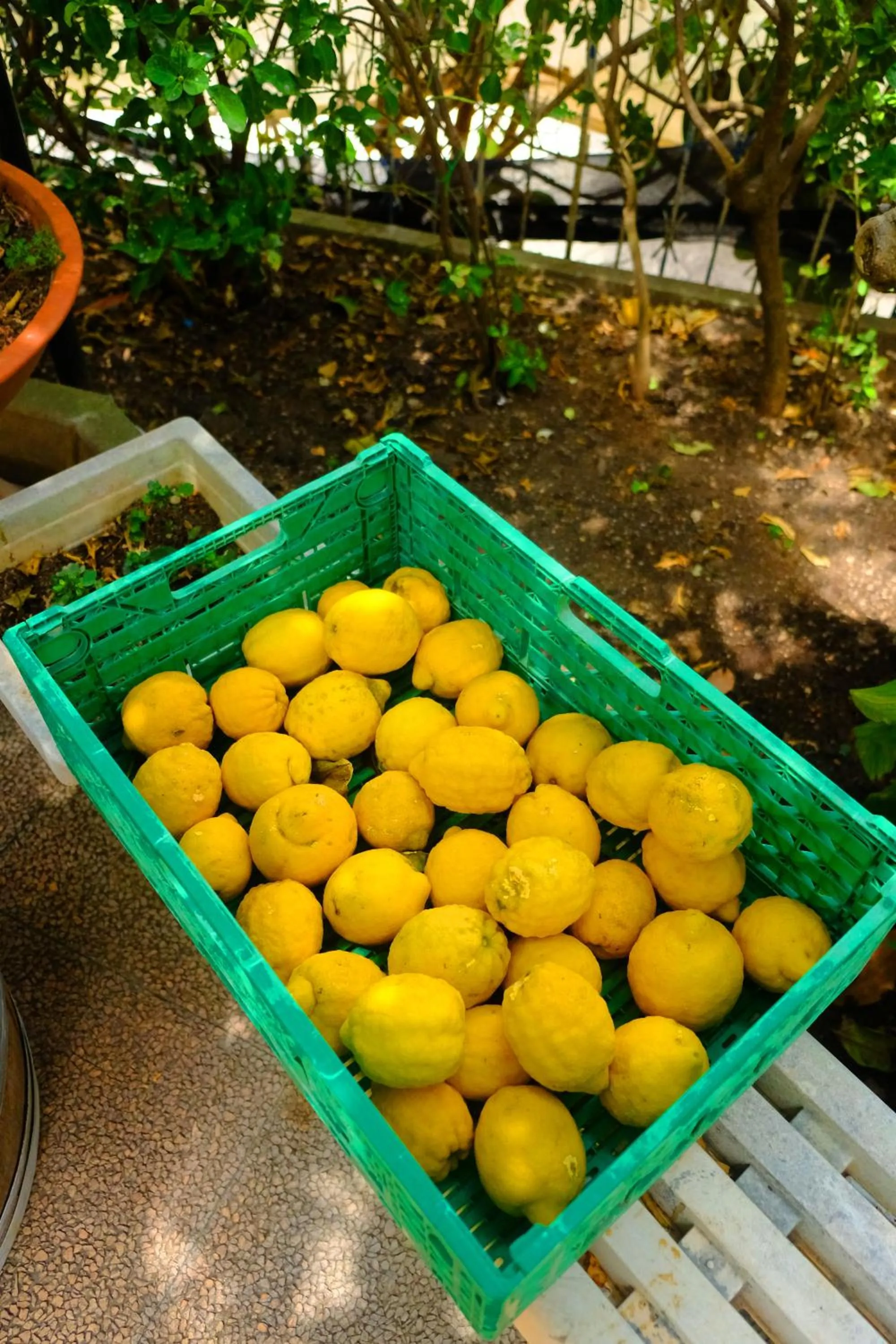 Garden in B&B Villa Anna Wunderbar