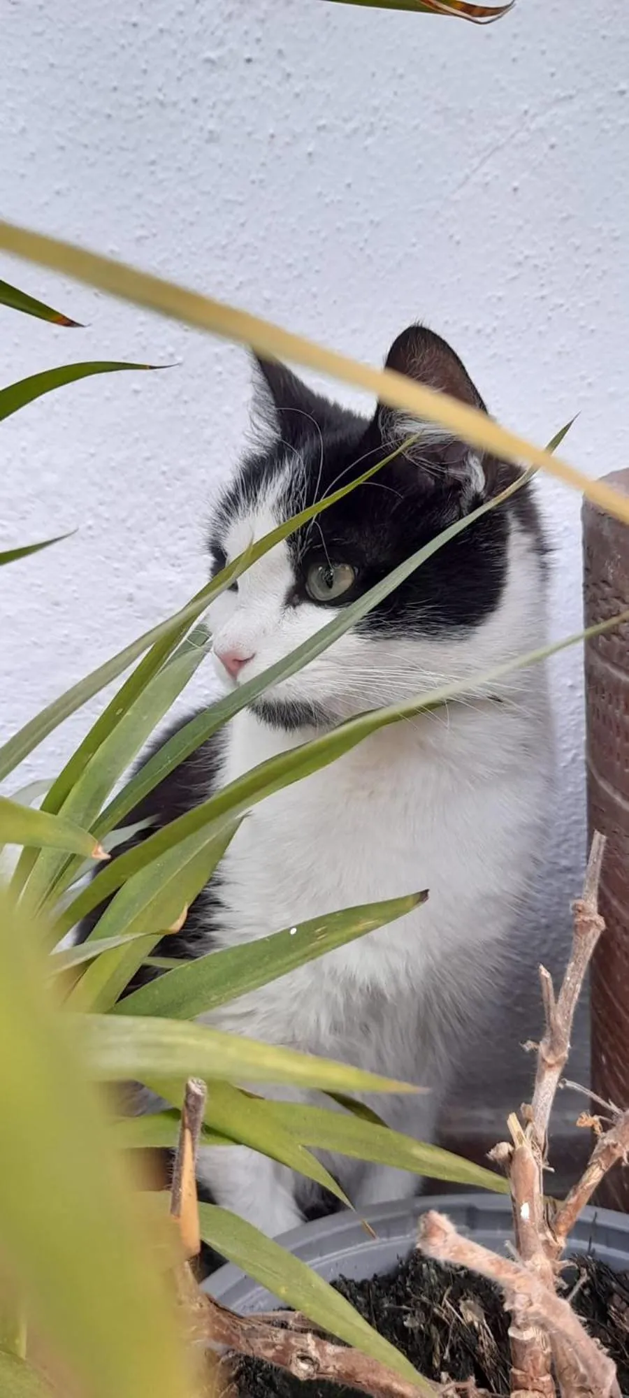 Garden in B&B Villa Anna Wunderbar