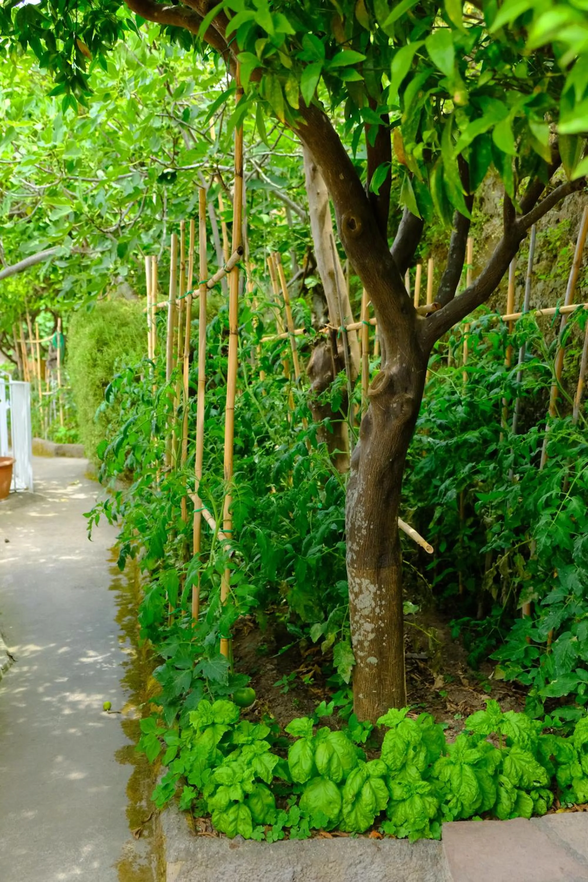 Garden in B&B Villa Anna Wunderbar