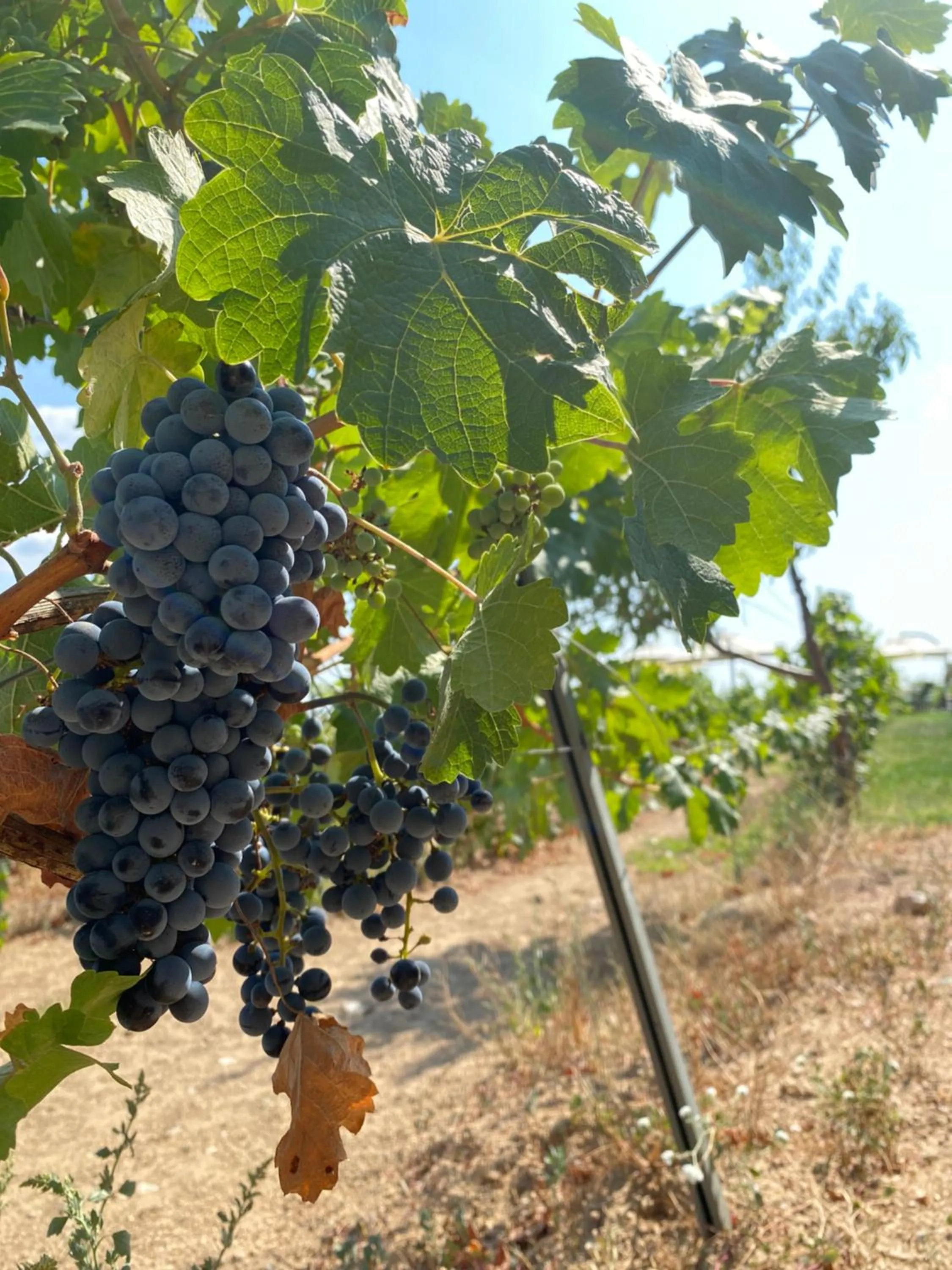 Garden in Dessera Vineyards Hotel
