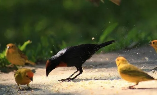 Hotel Fazenda Menino da Porteira