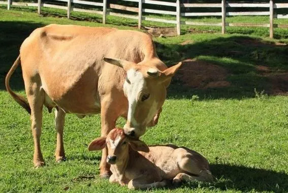 Animals in Hotel Fazenda Menino da Porteira