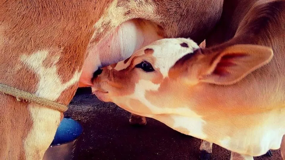 Hotel Fazenda Menino da Porteira
