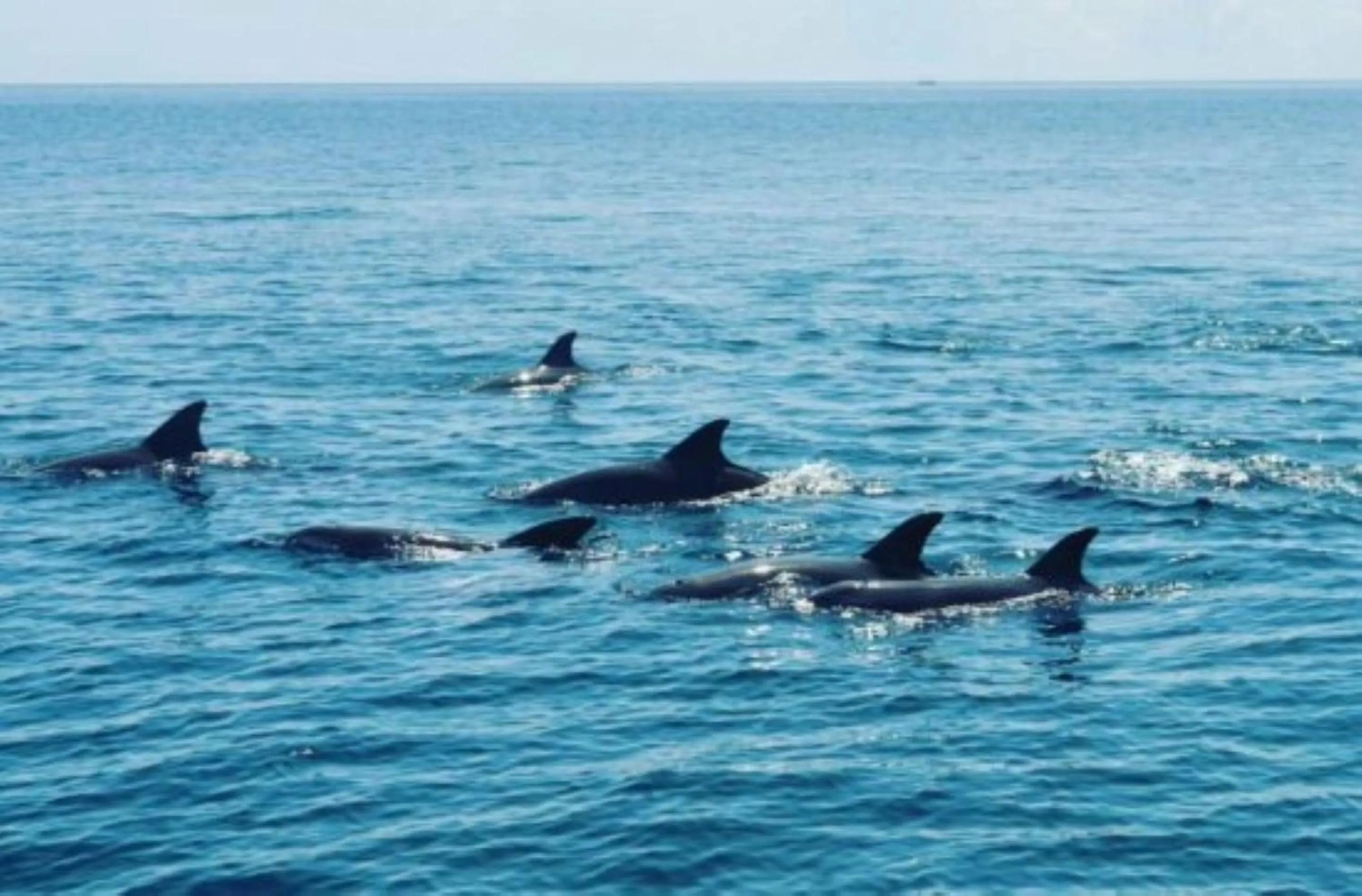 Fishing in Msambweni Beach House and Private Villas