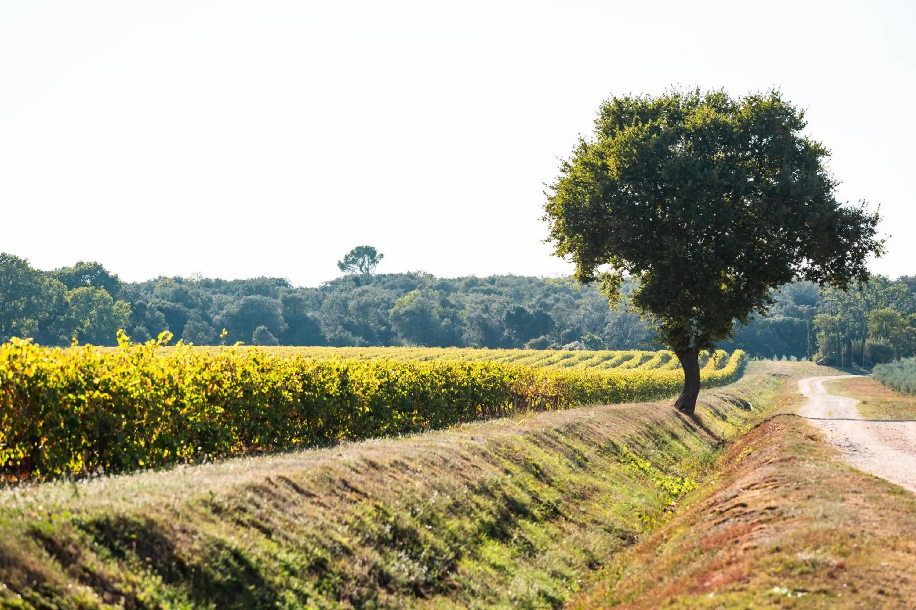 Garden in Domaine de Panery