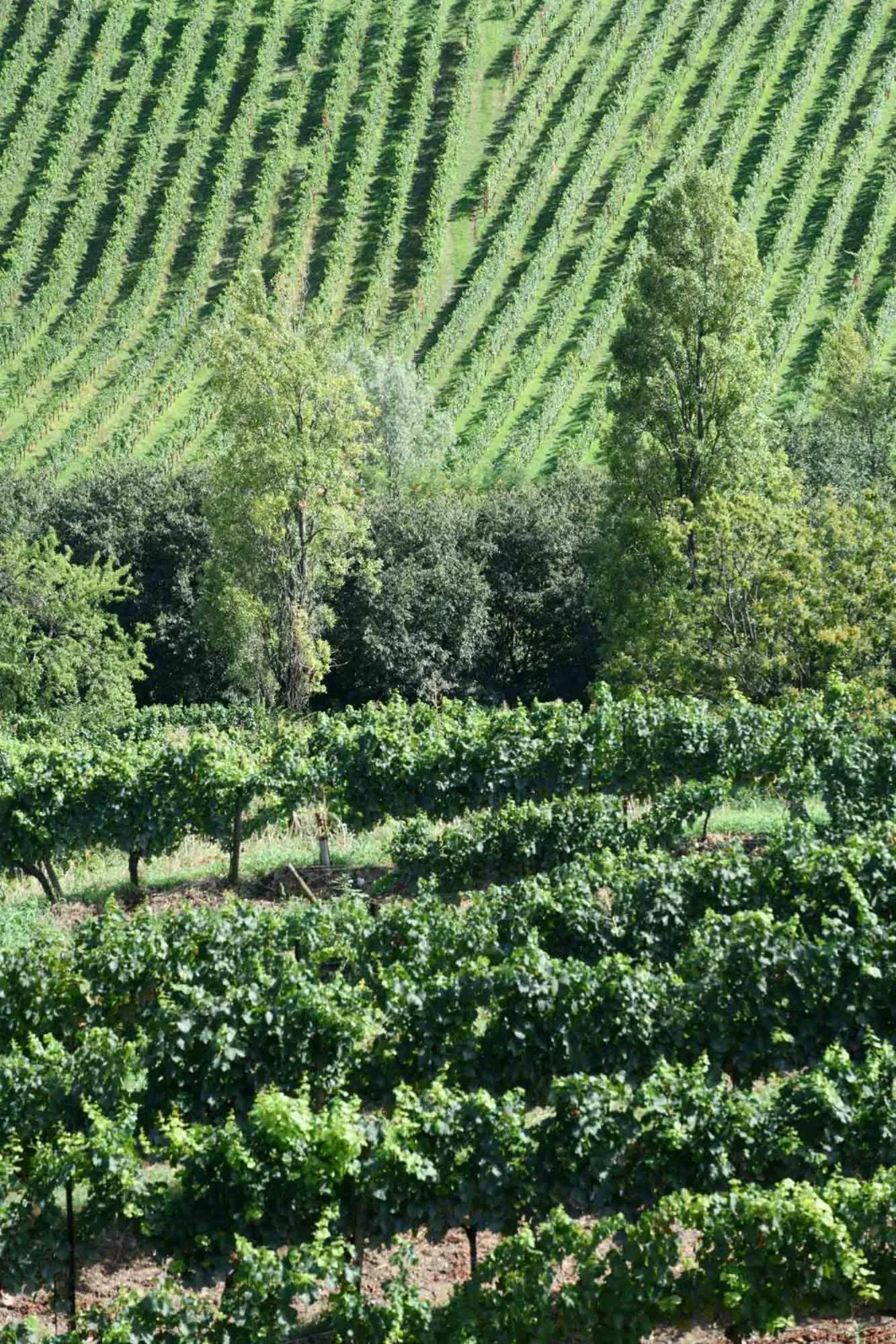 Natural landscape in Annunciata Soul Retreat