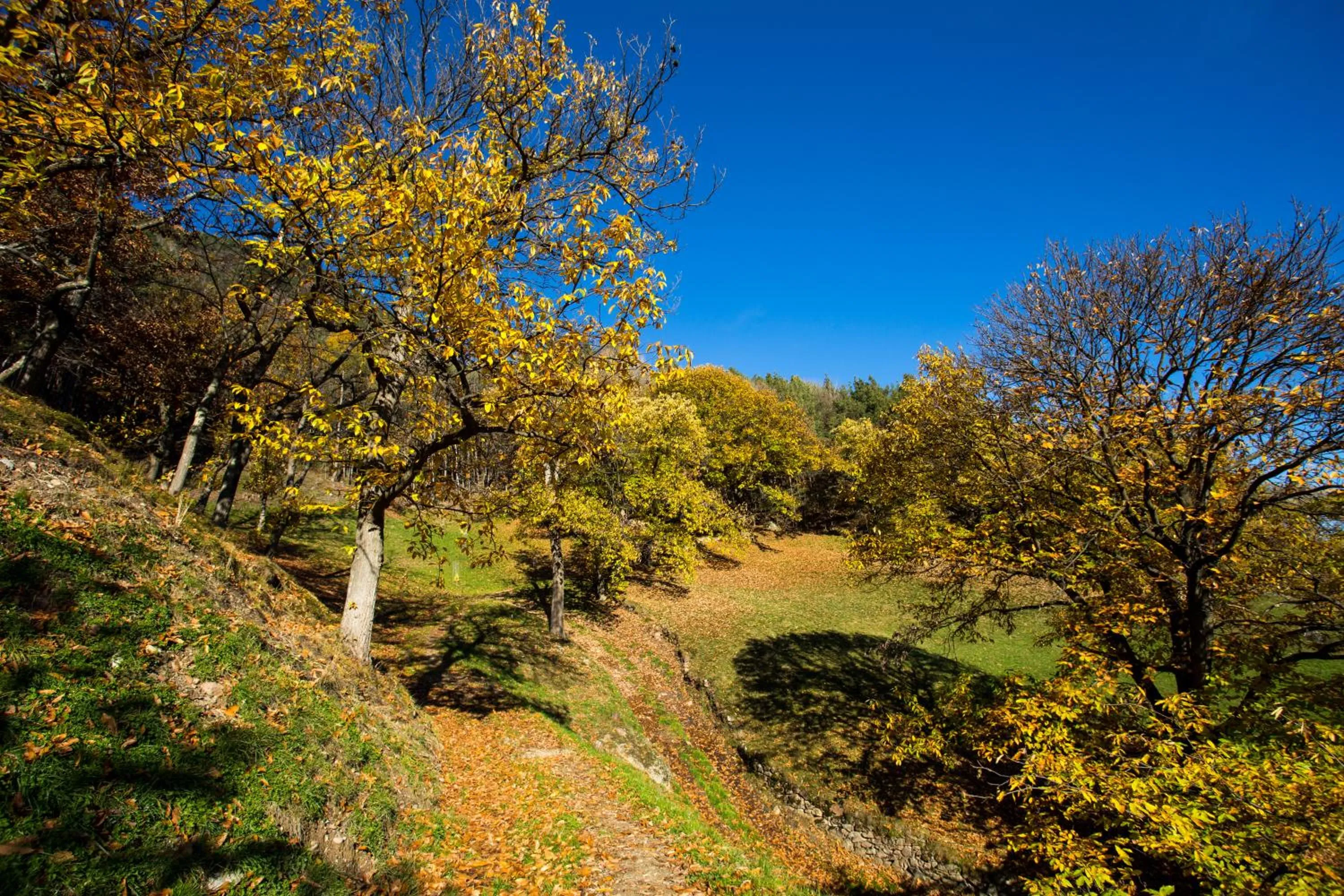 Natural landscape in Hotel Bischofhof
