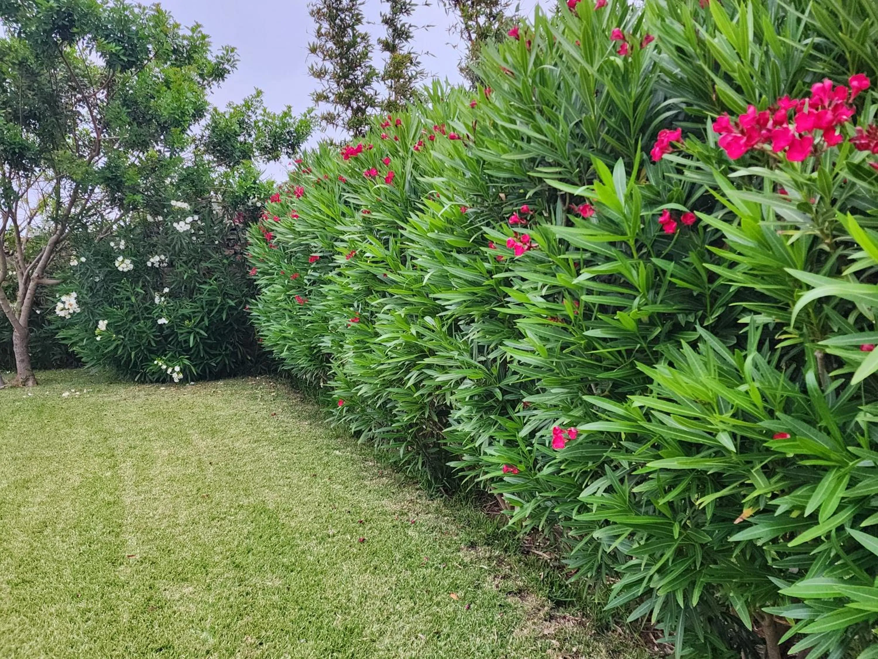 Garden in La Villa Joubert