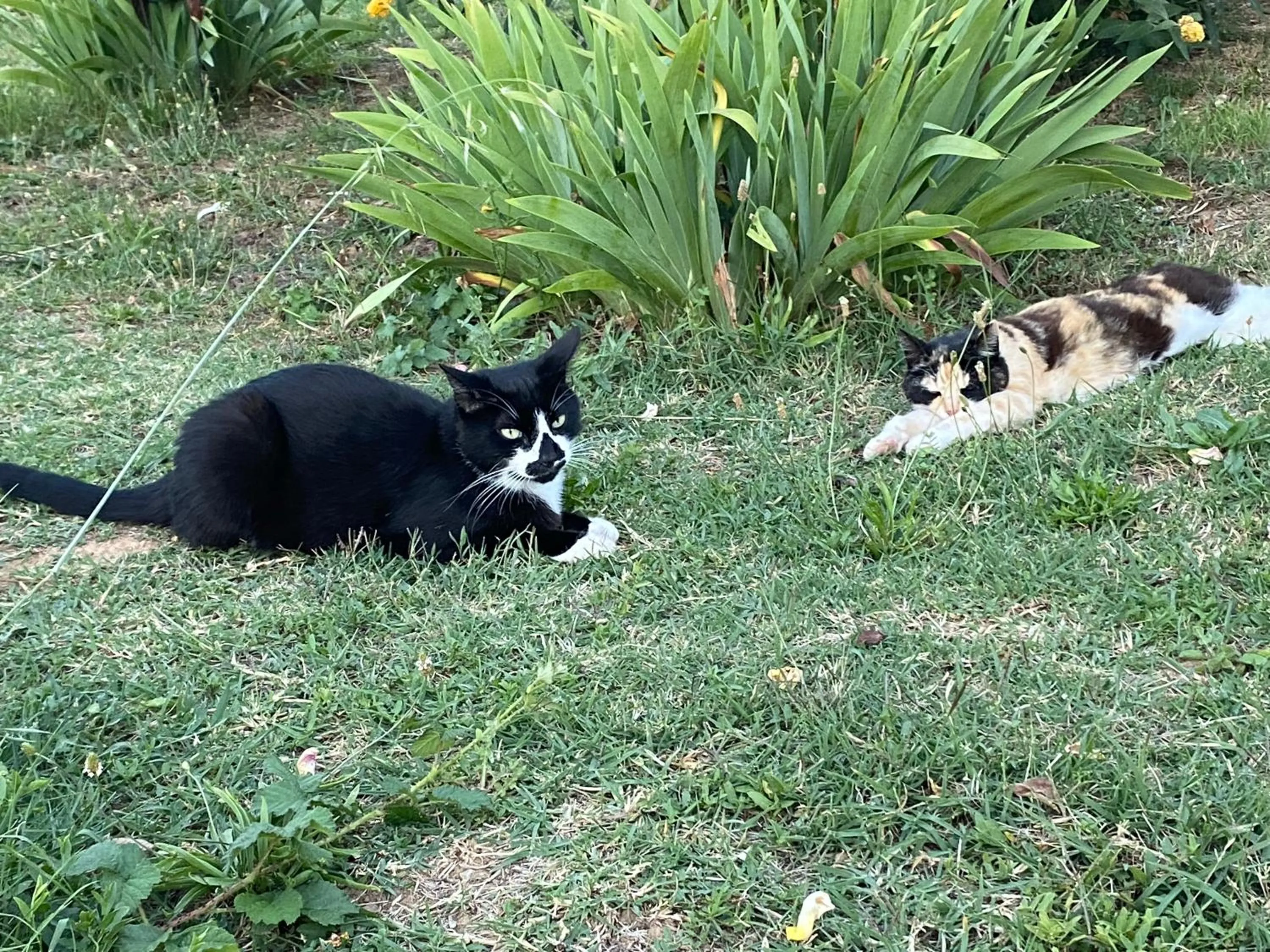 Property building in La Rosela de la Cité