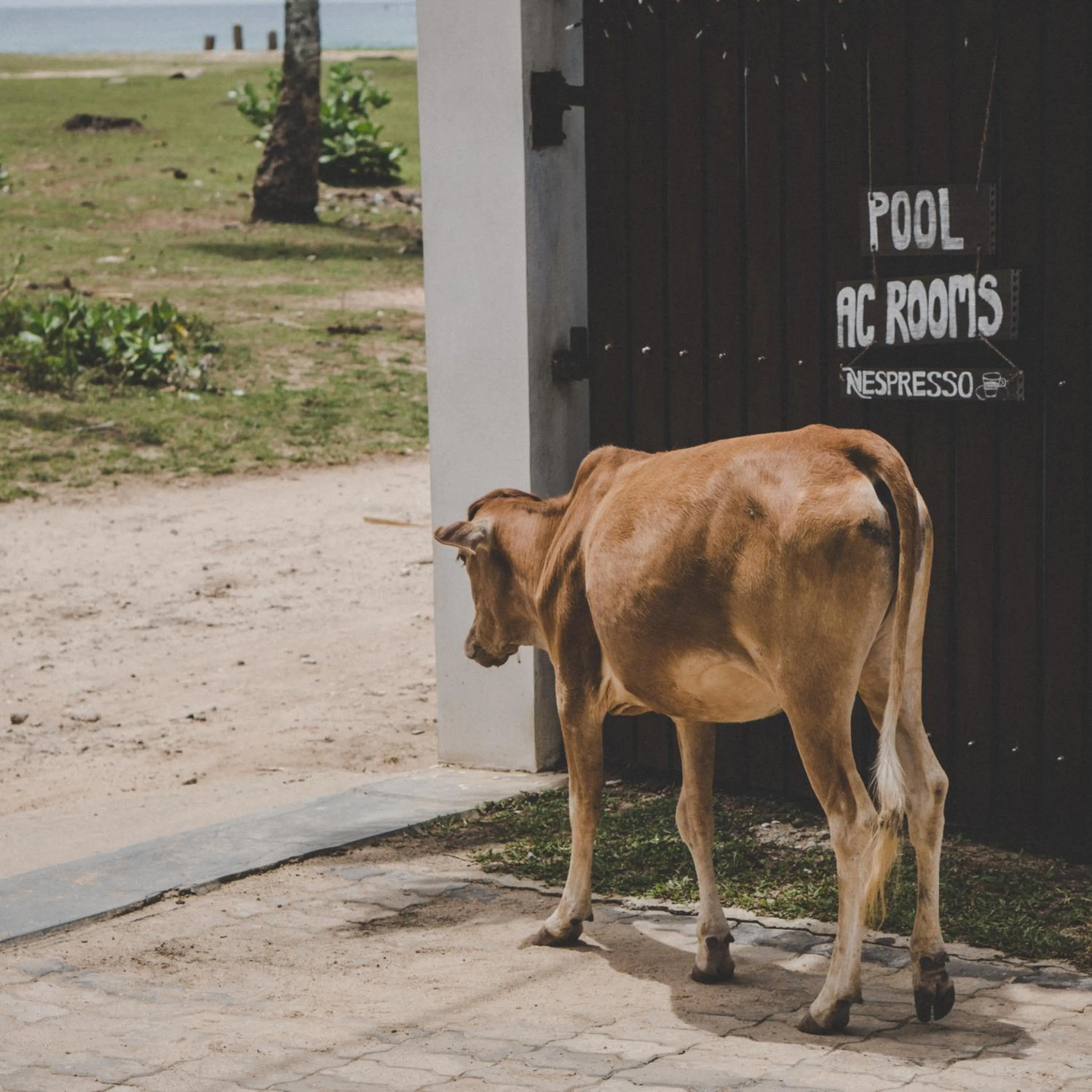 Animals in Lion's Rest