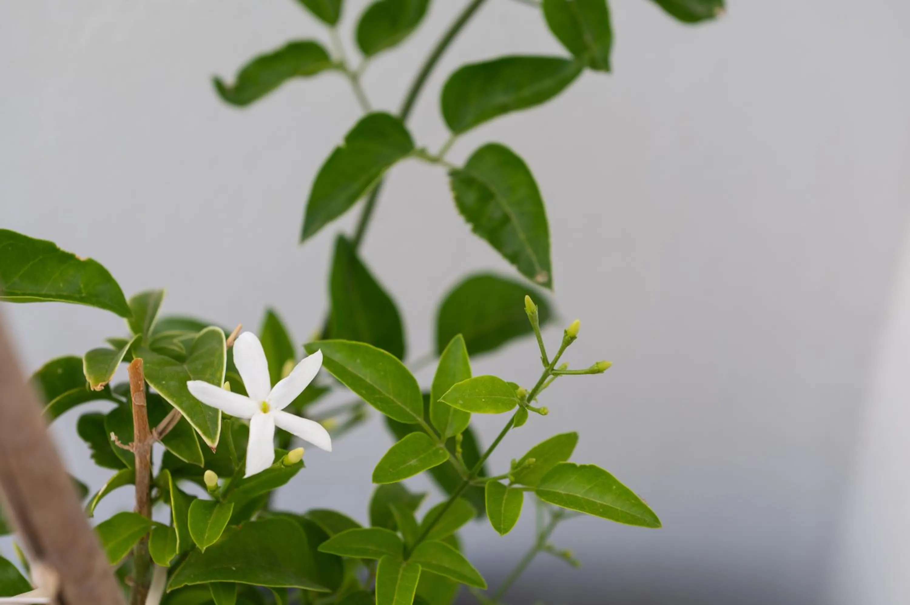 Garden in Sea Lilies Suites
