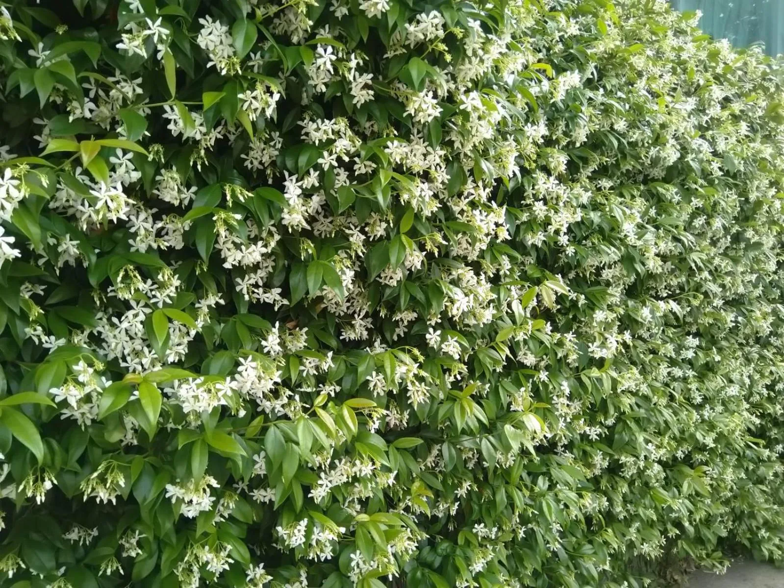 Oasi Madre della Pace