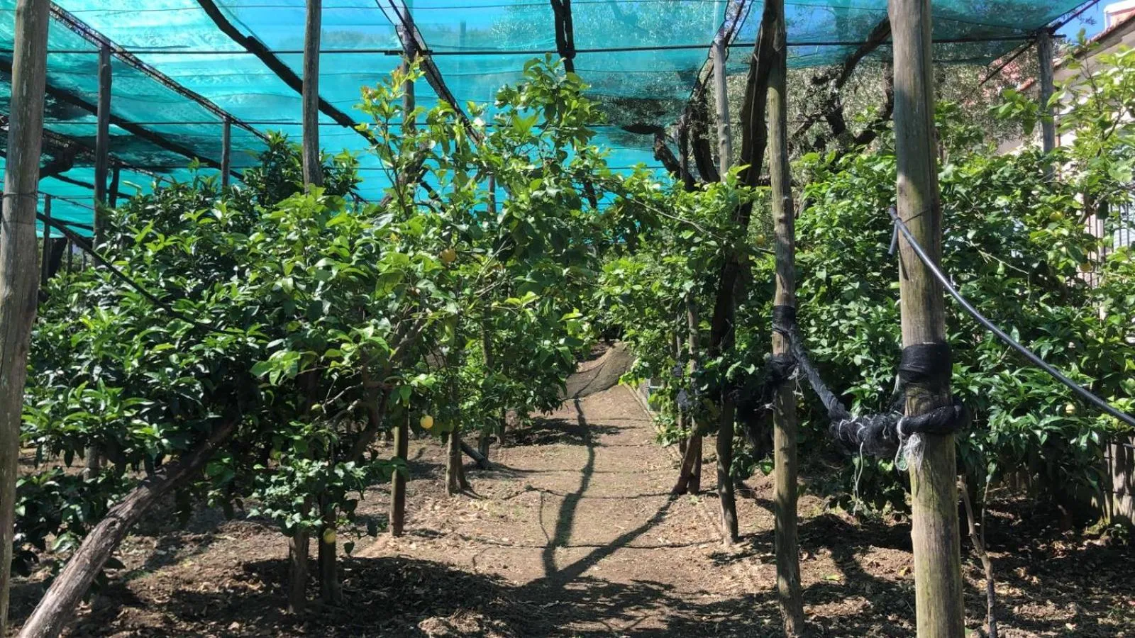 Garden in Oasi Madre della Pace